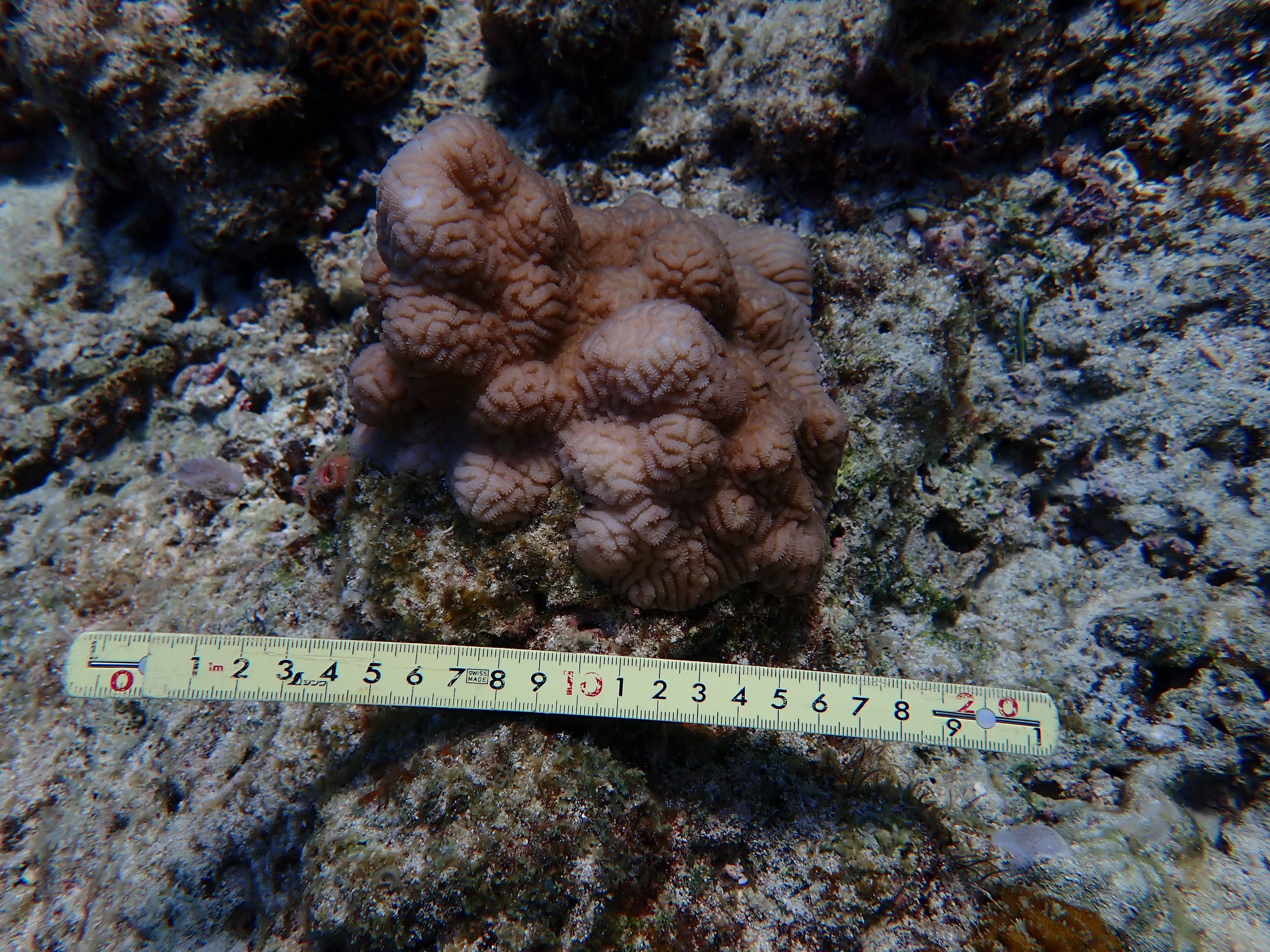 Leptoria irregularis