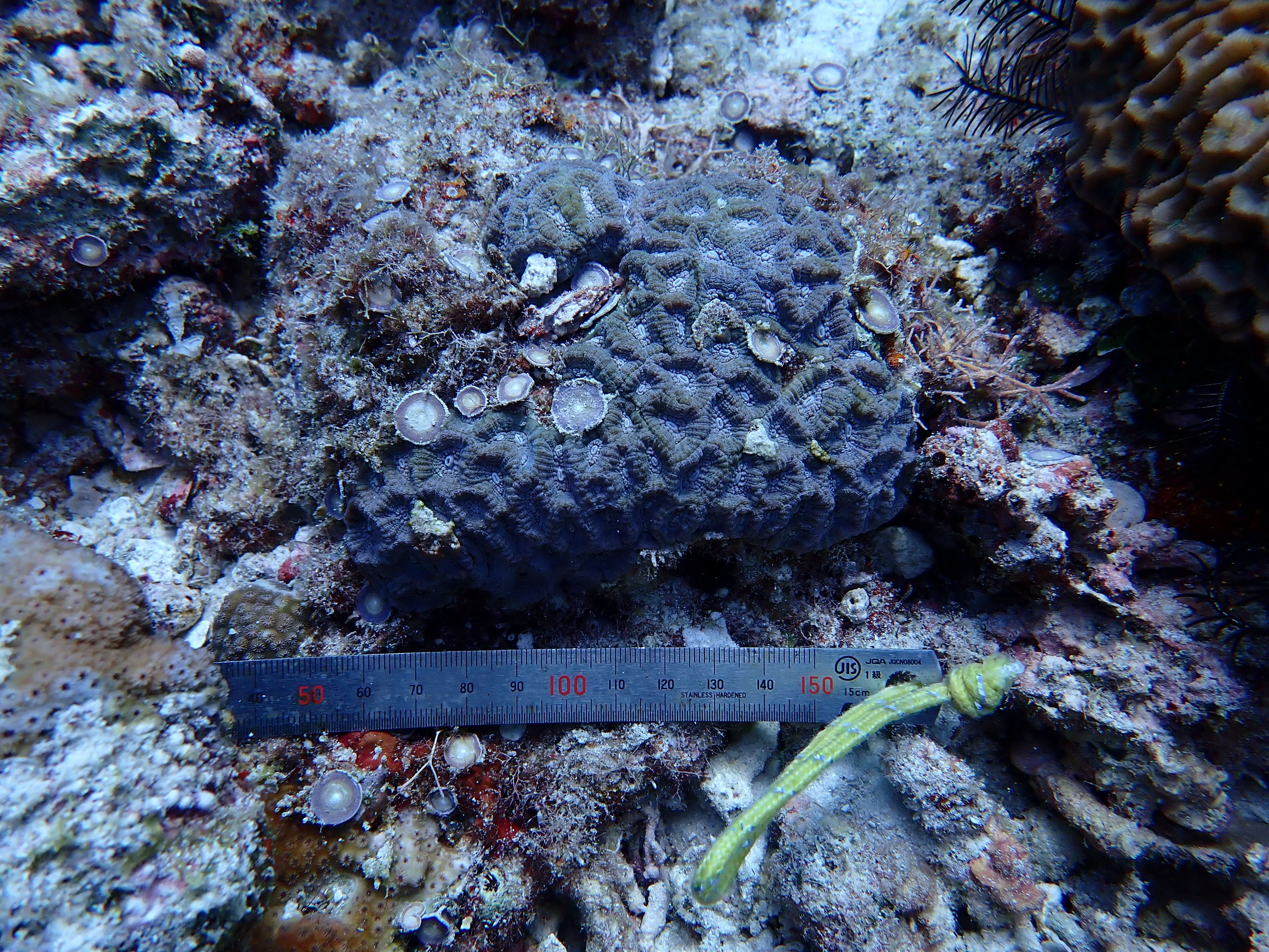 Oulophyllia bennettae
