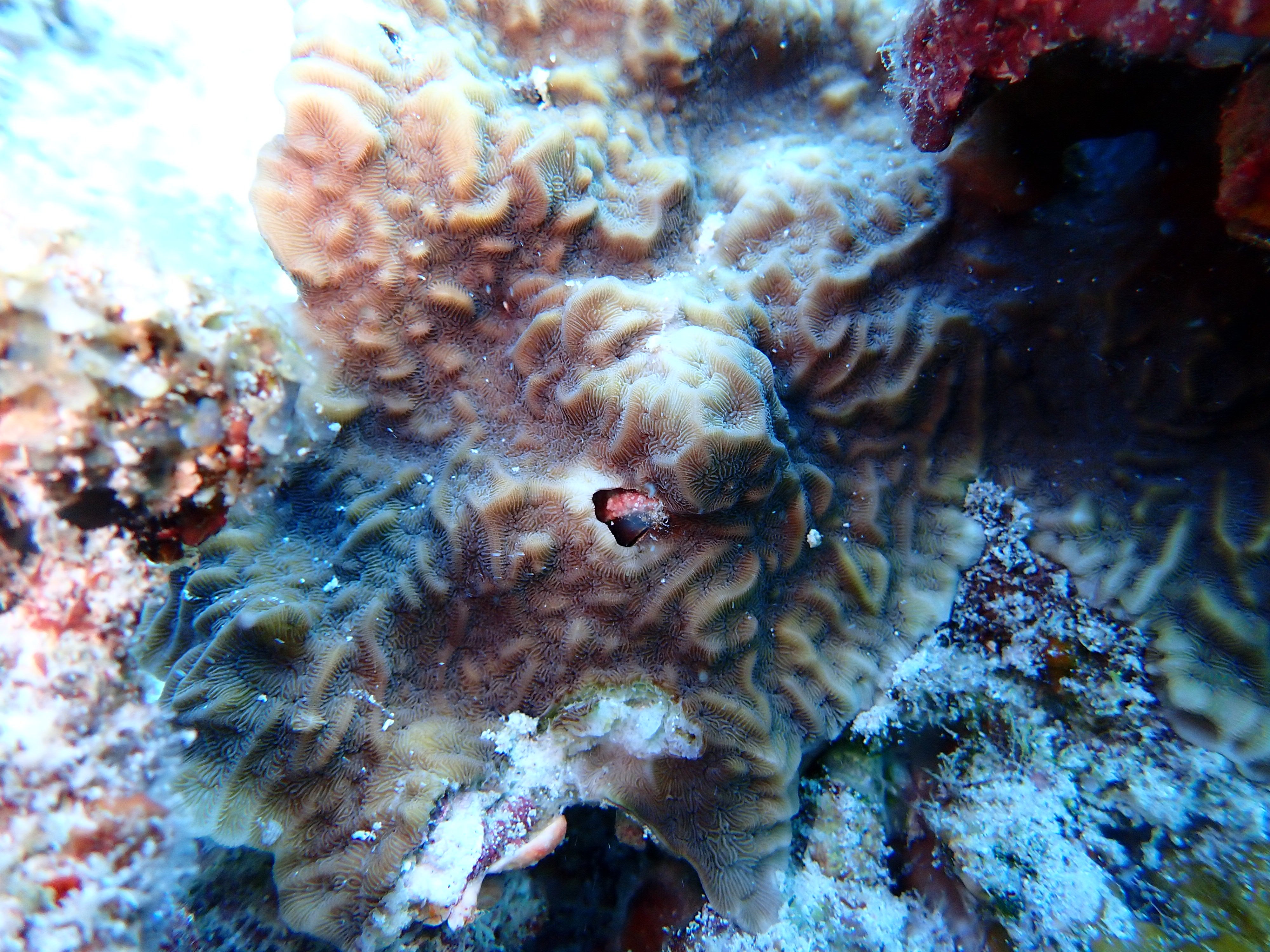 Pavona sp.