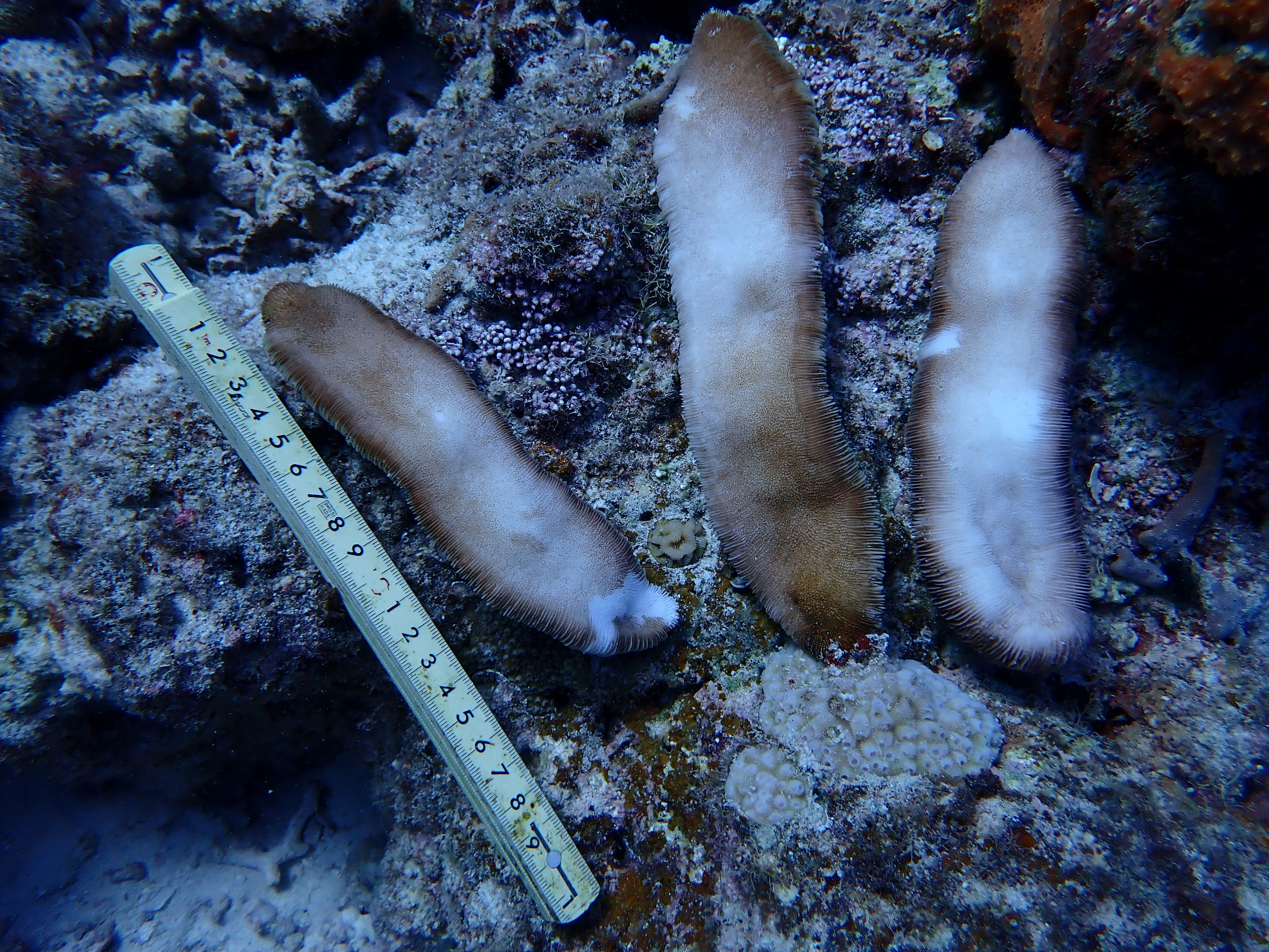 Herpolitha limax