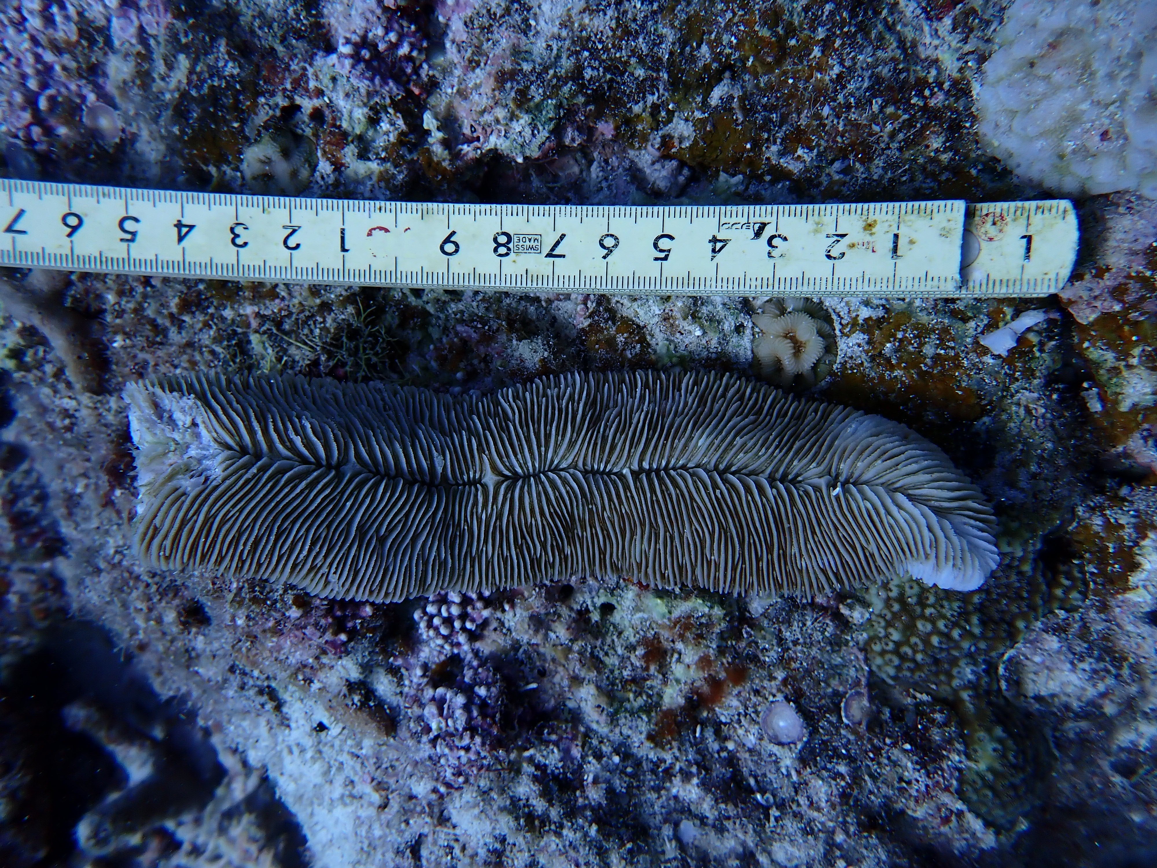 Herpolitha limax