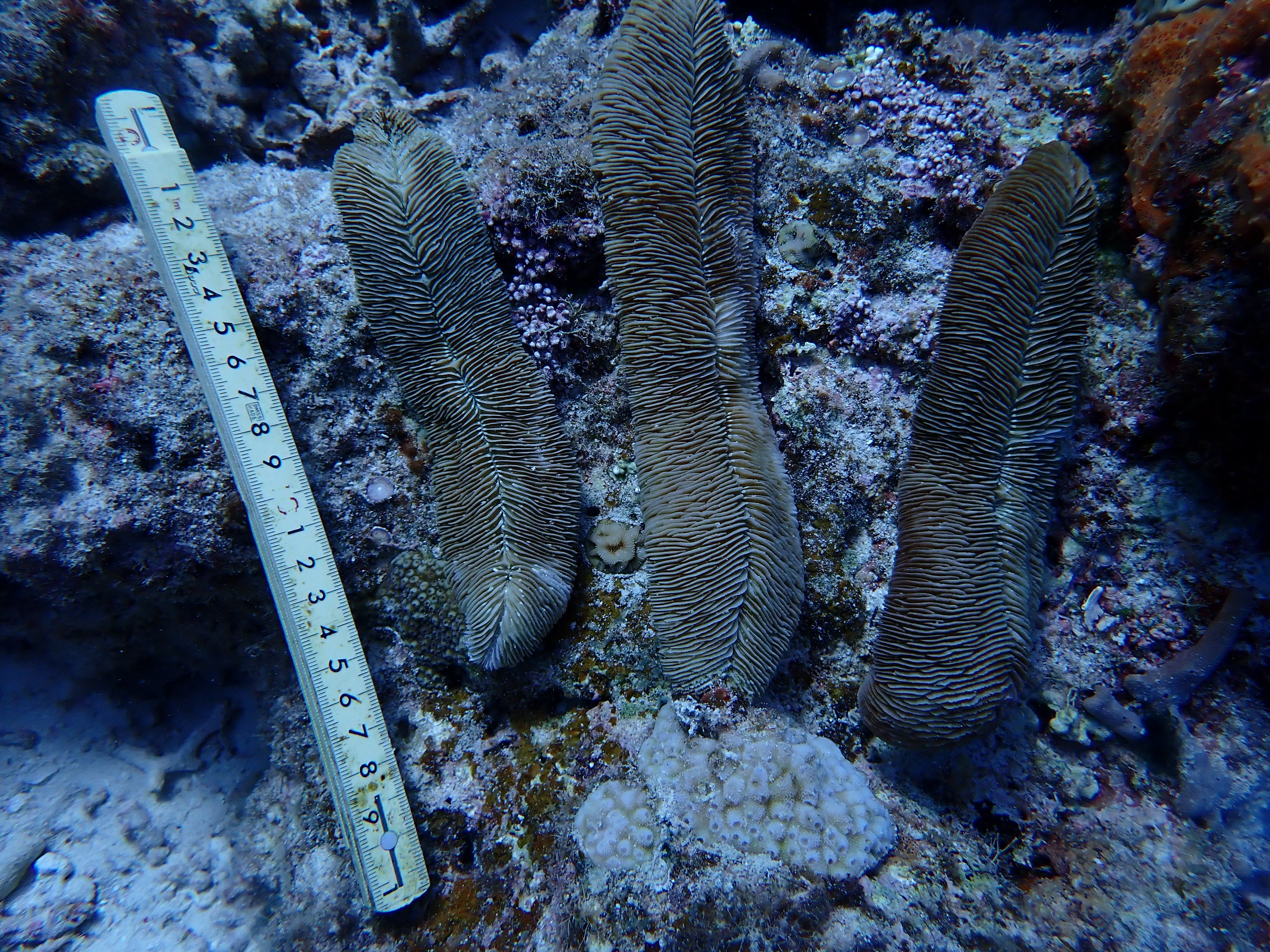 Herpolitha limax