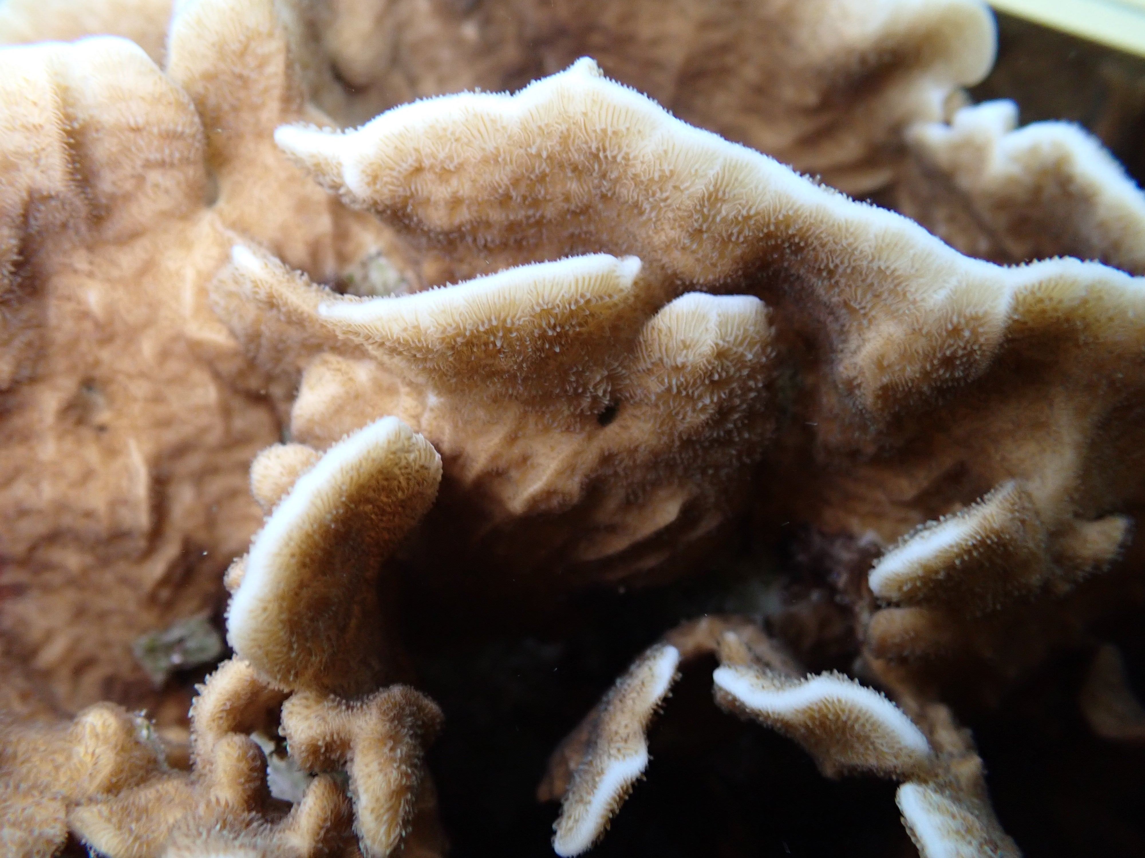 Pavona decussata