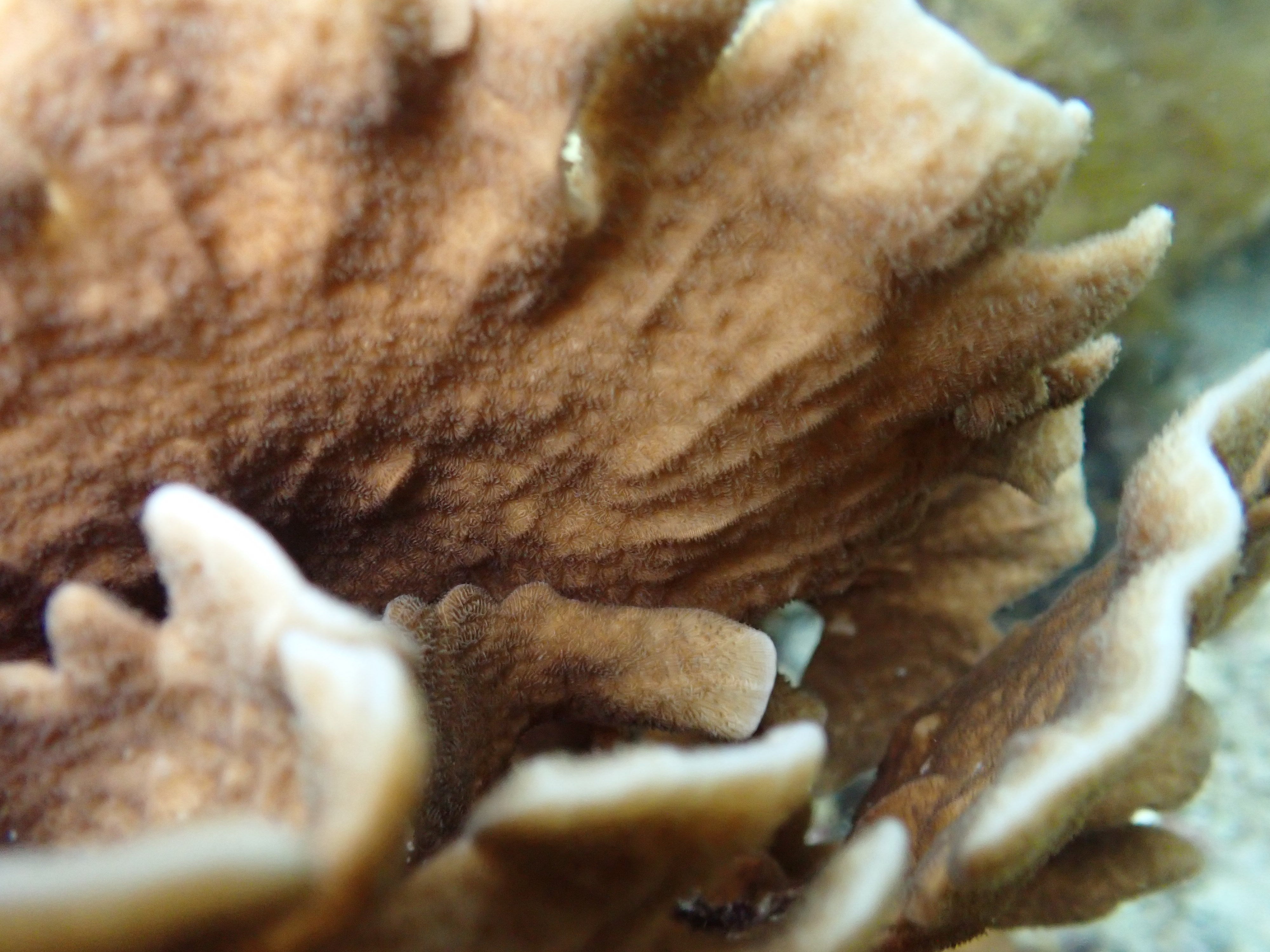 Pavona decussata