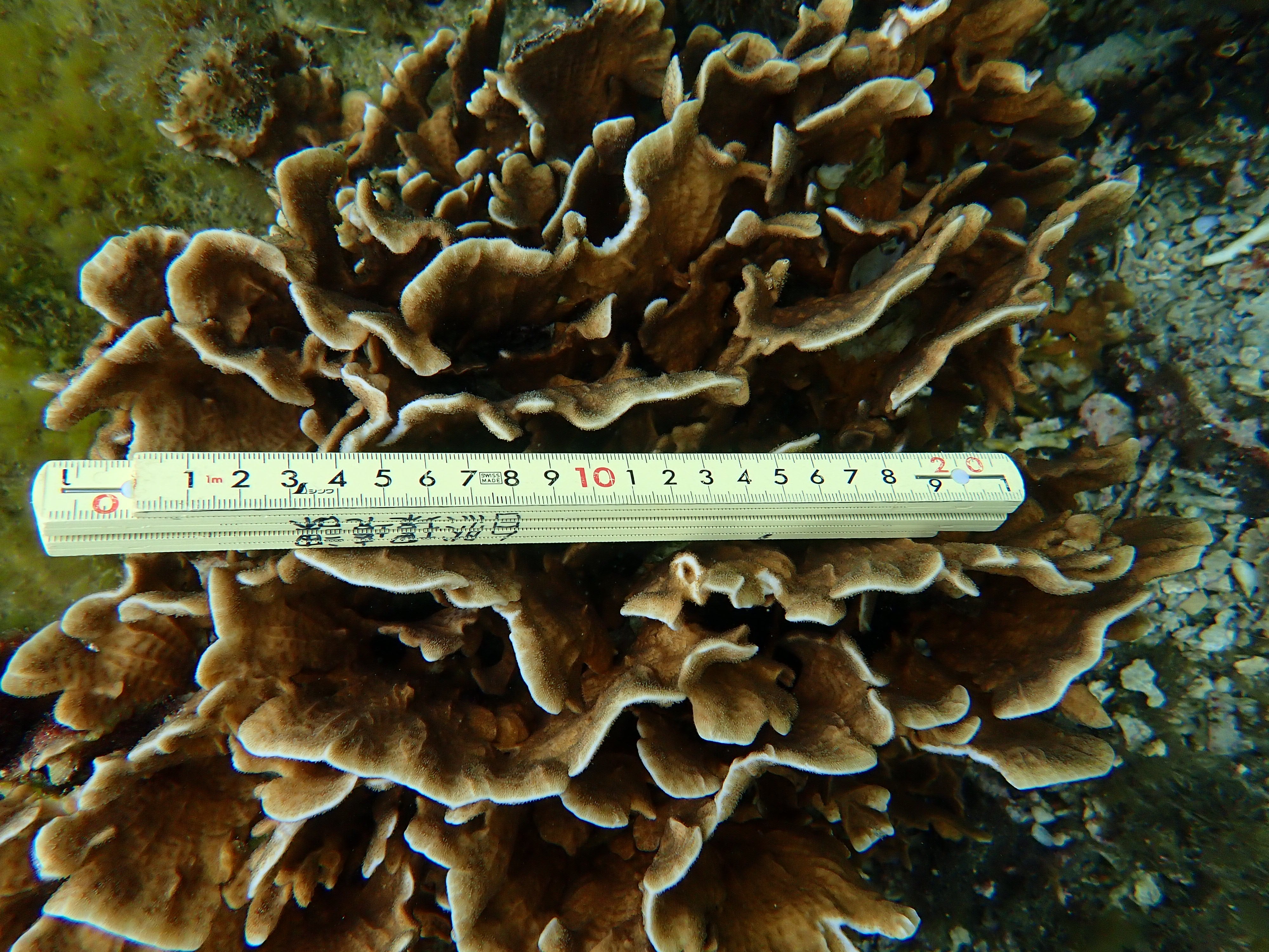 Pavona decussata