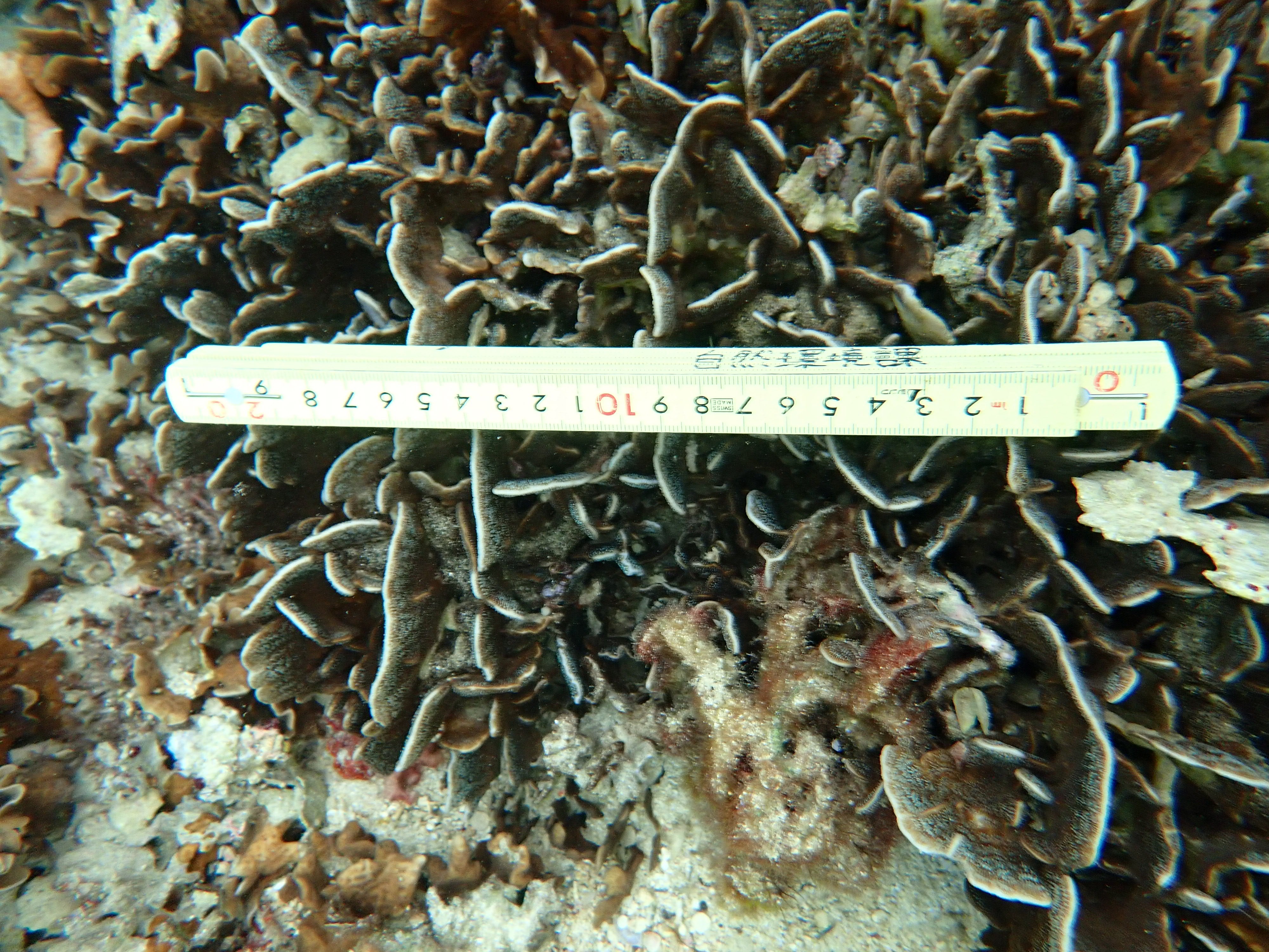 Pavona decussata
