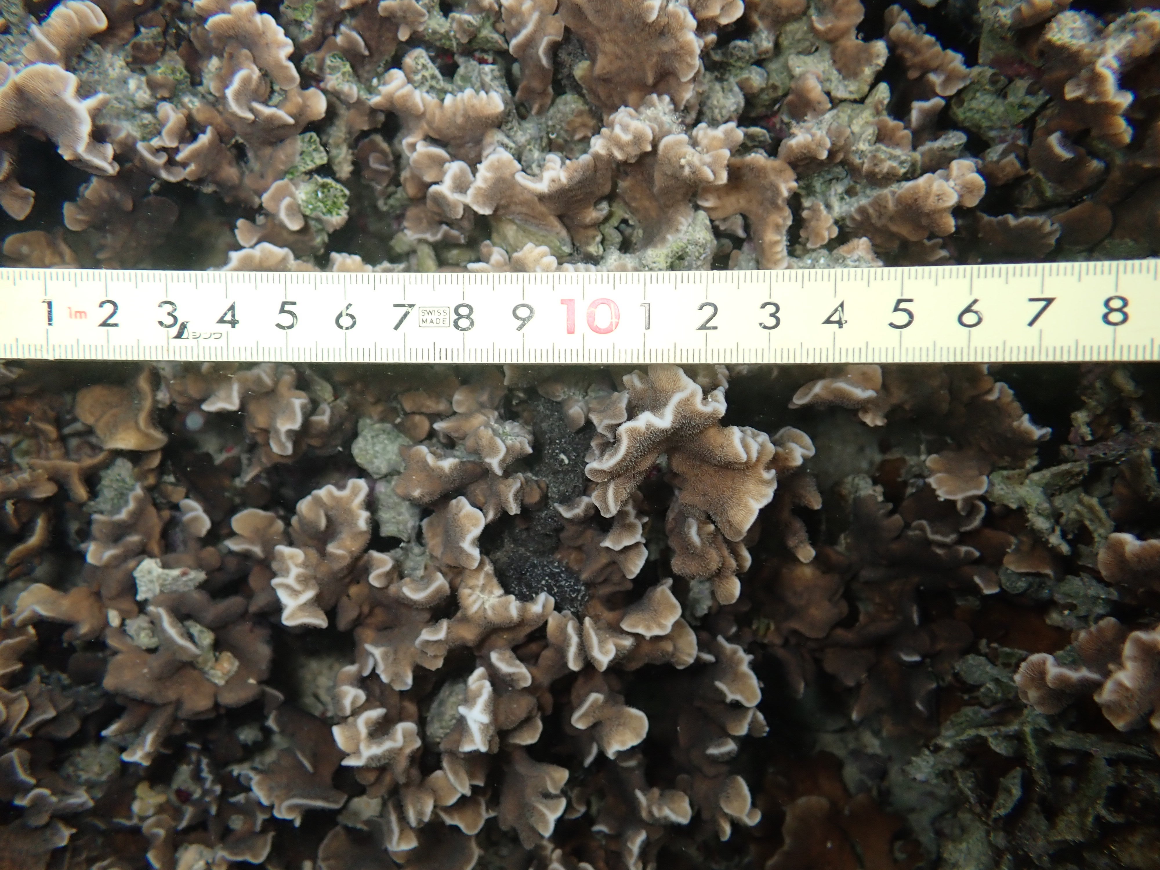 Pavona frondifera
