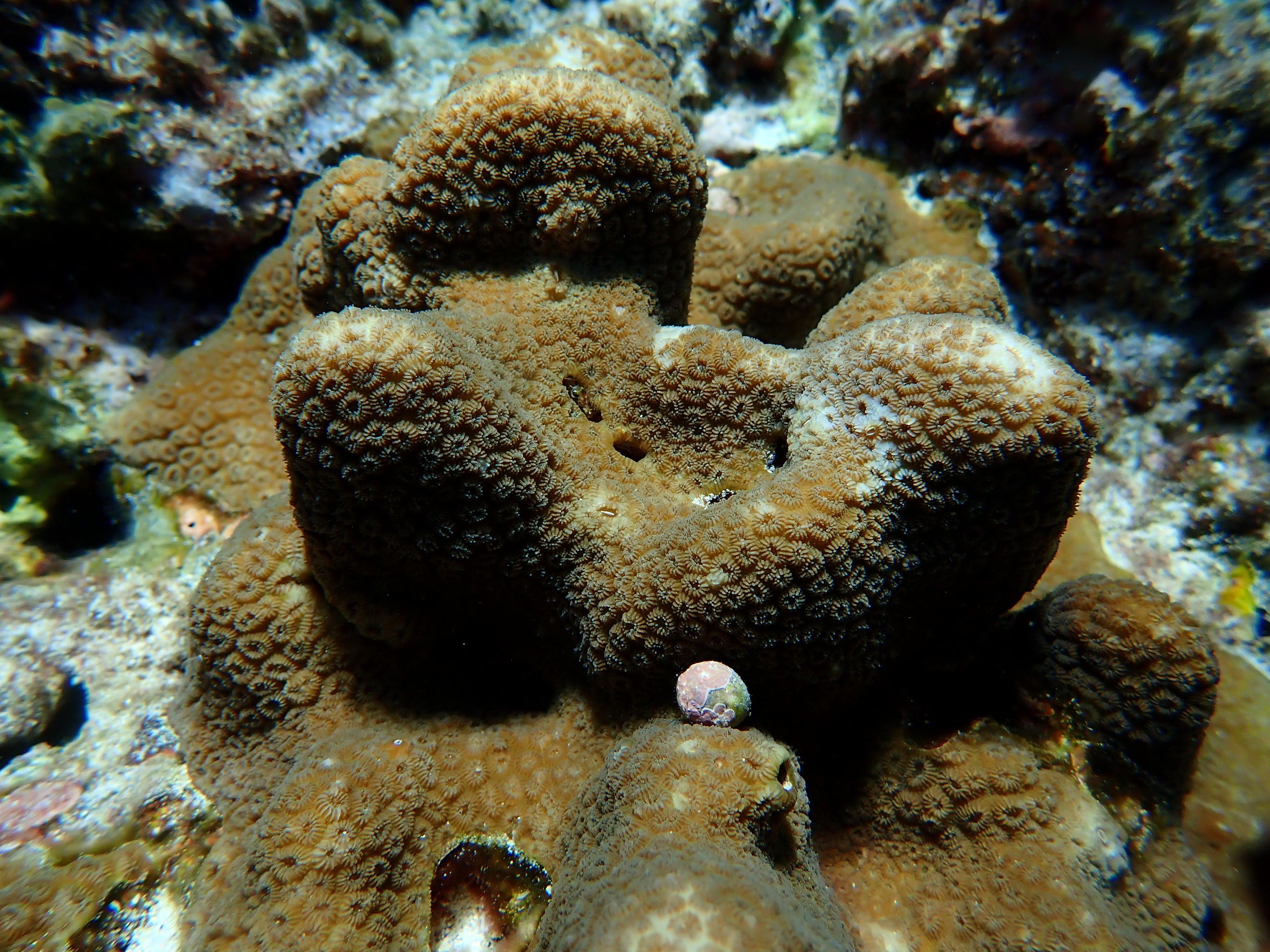 Goniastrea stelligera