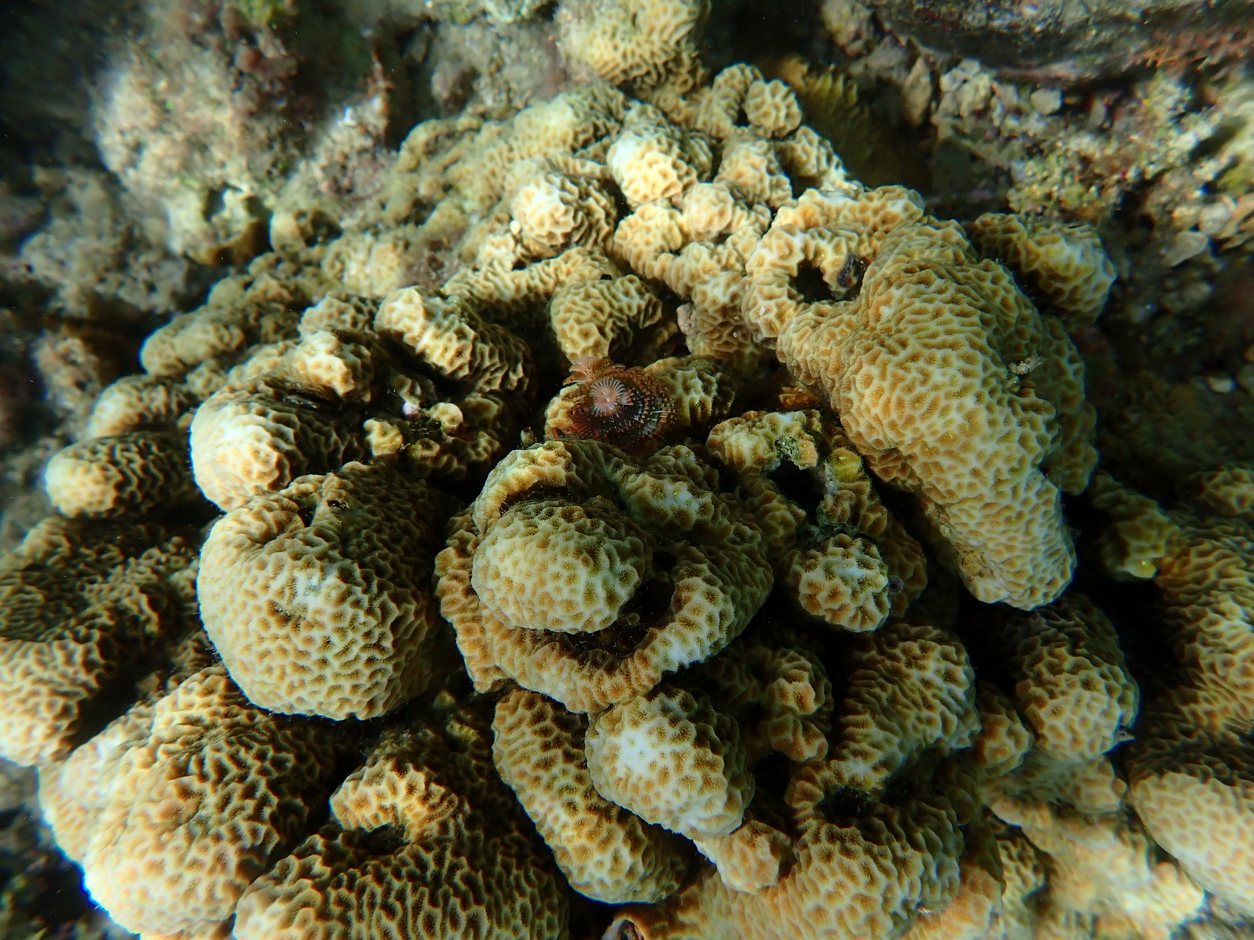 Pavona sp.3