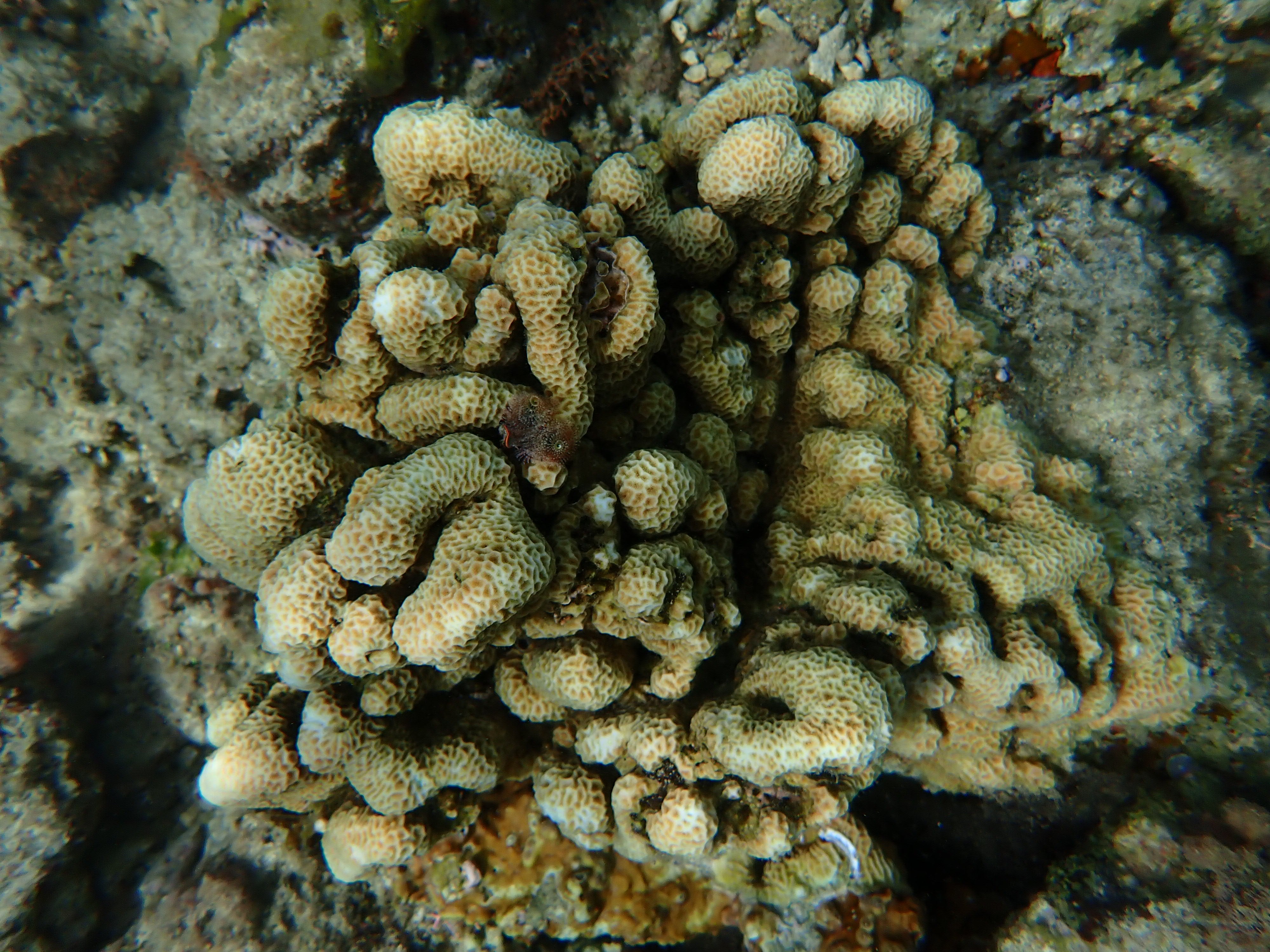 Pavona sp.3