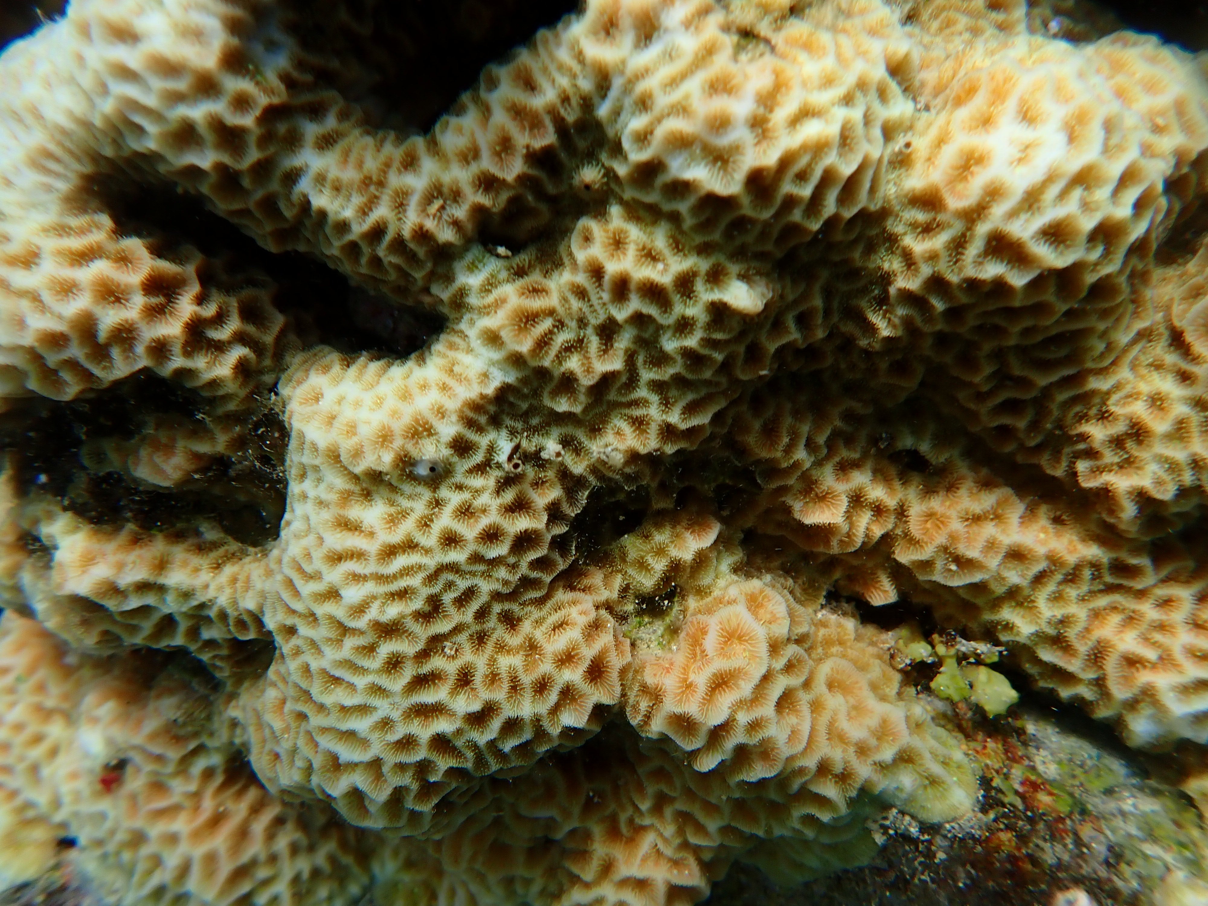Pavona sp.3
