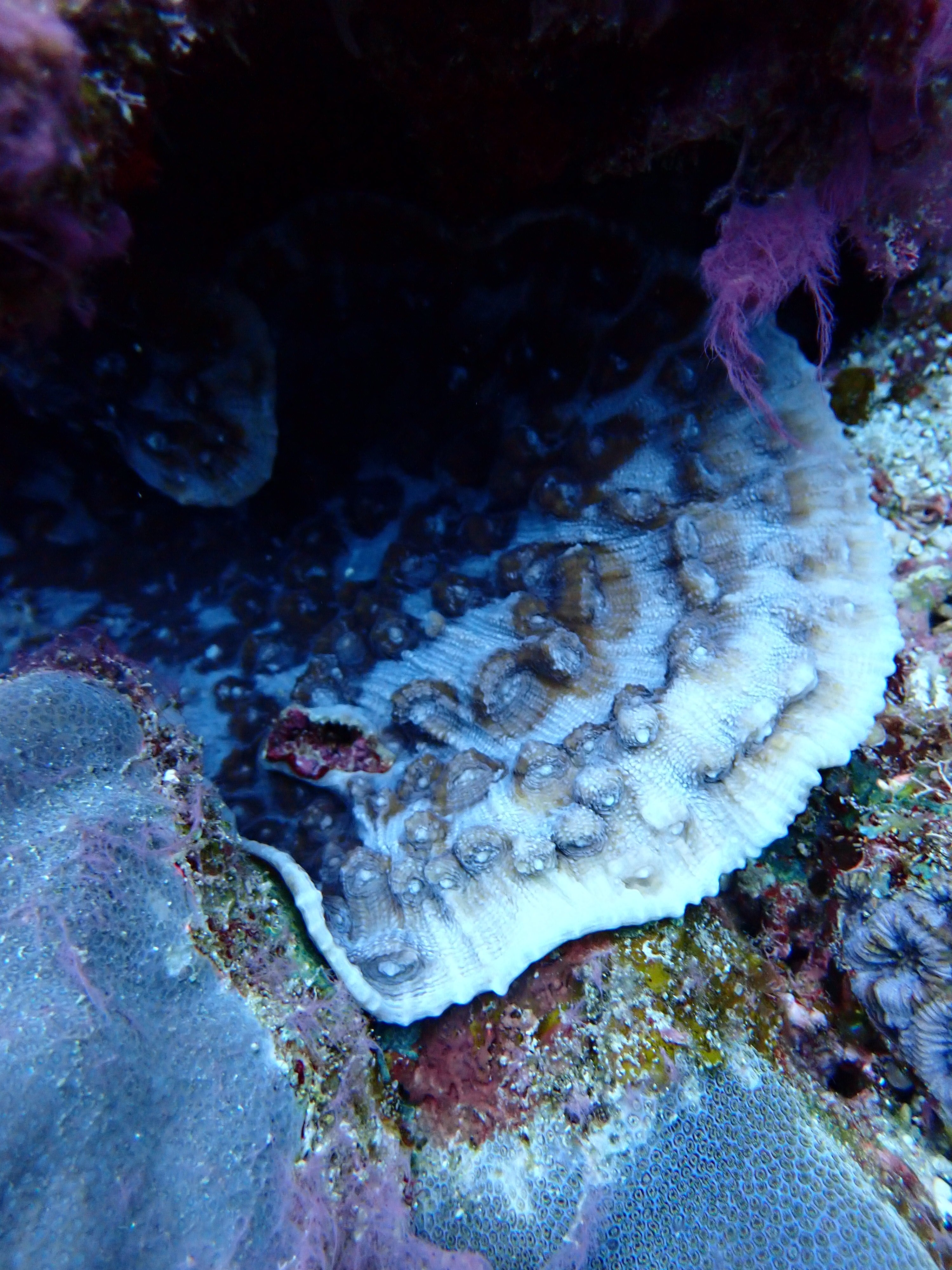 Mycedium elephantotus
