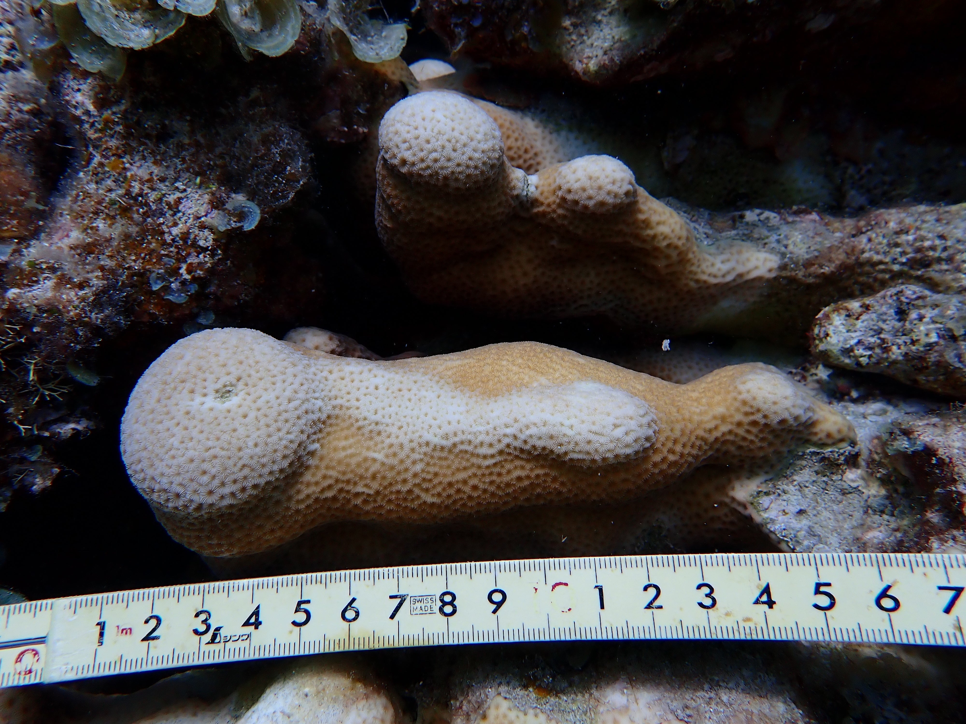 Pavona clavus
