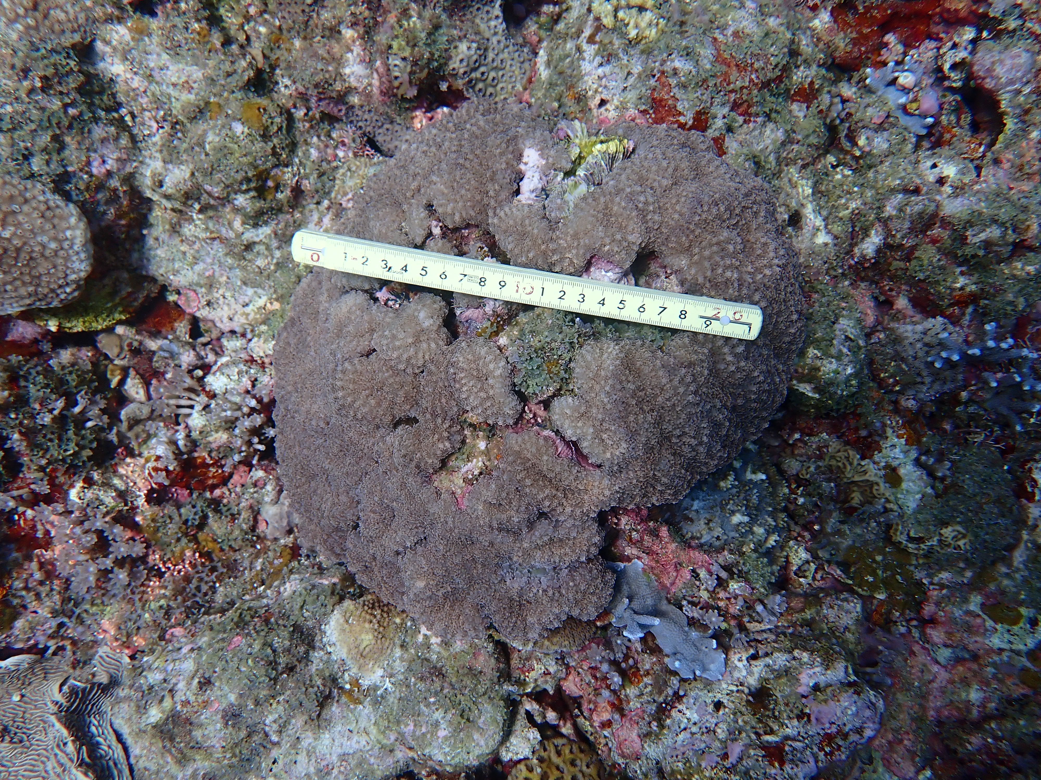 Fimbriaphyllia yaeyamaensis