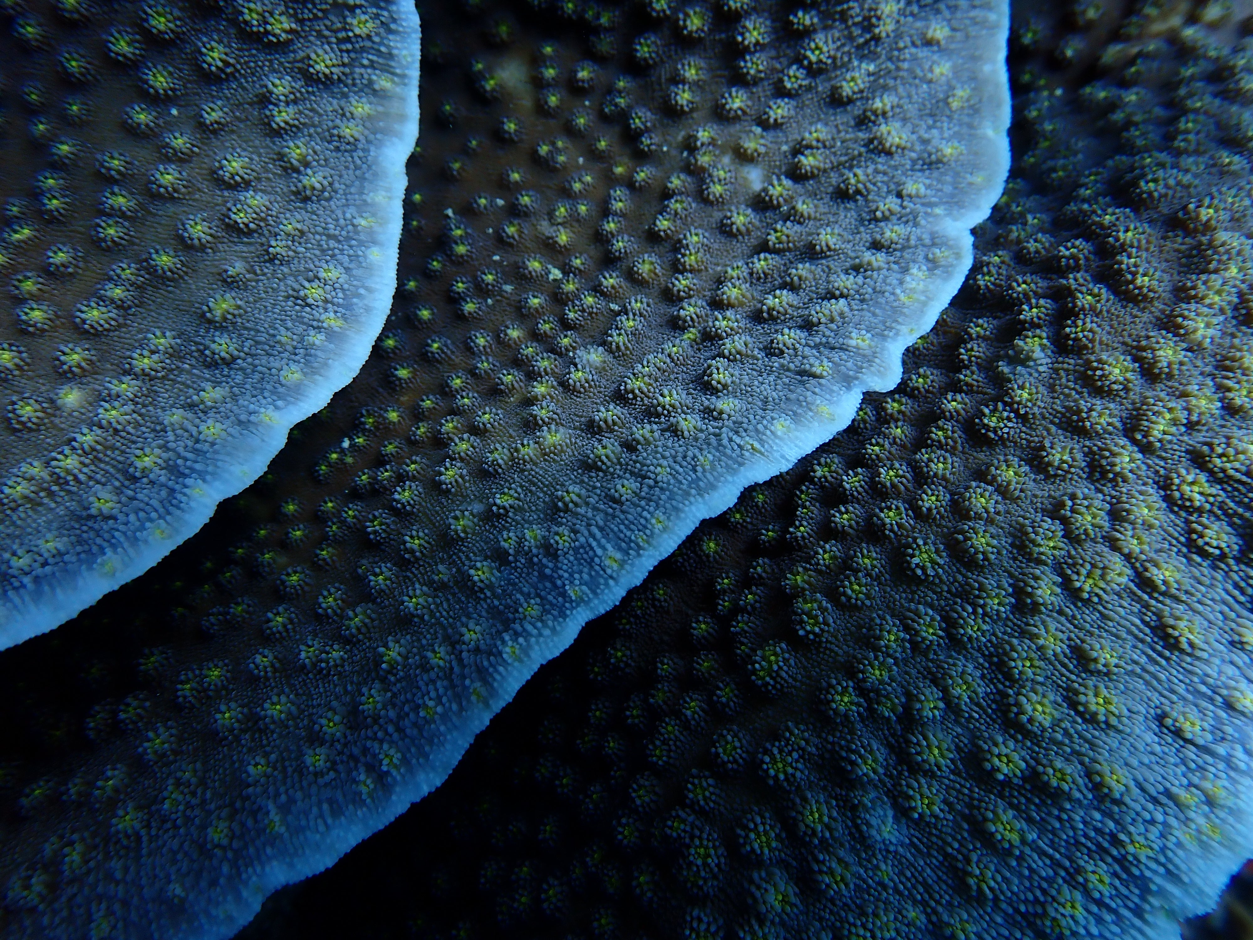 Echinopora lamellosa