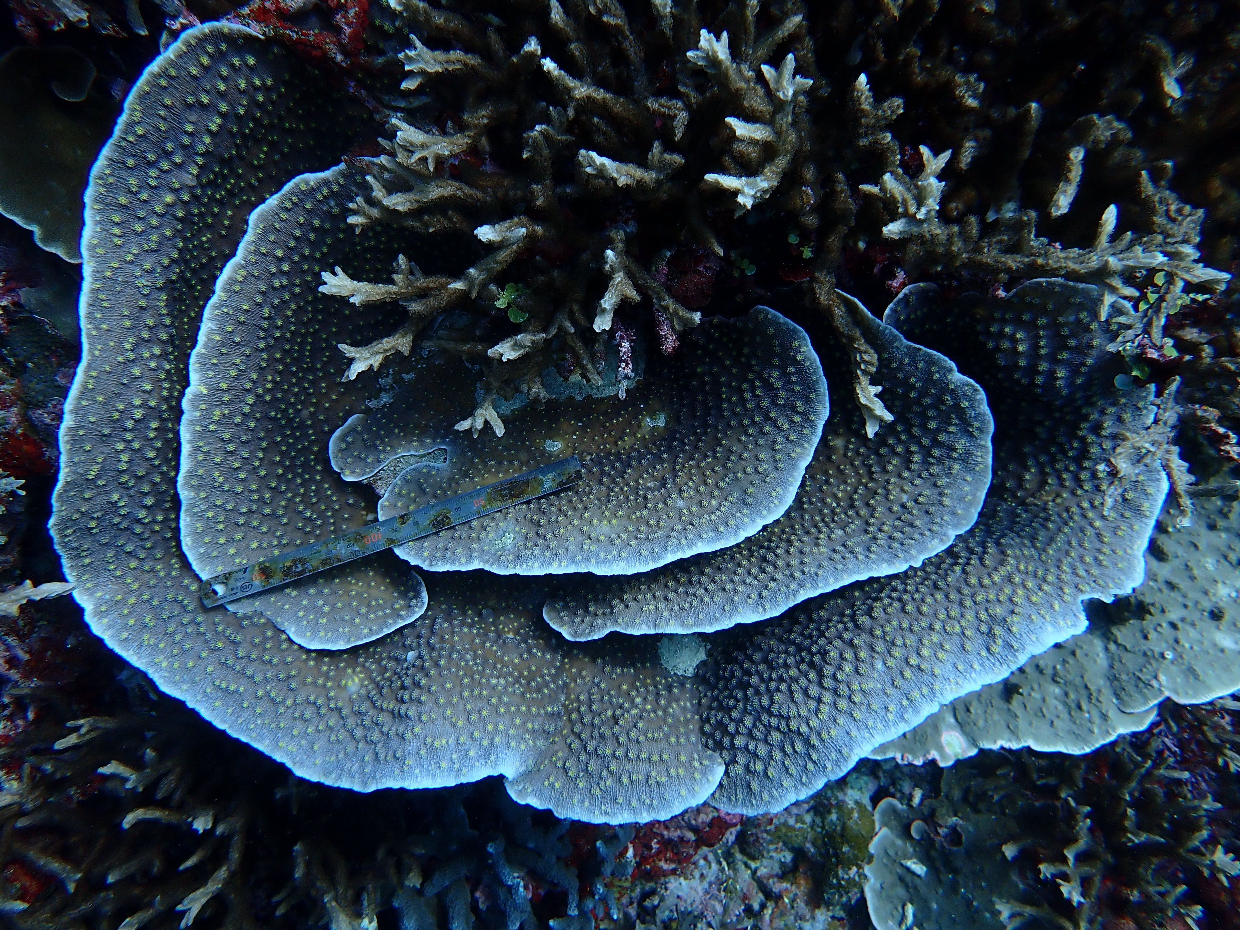 Echinopora lamellosa