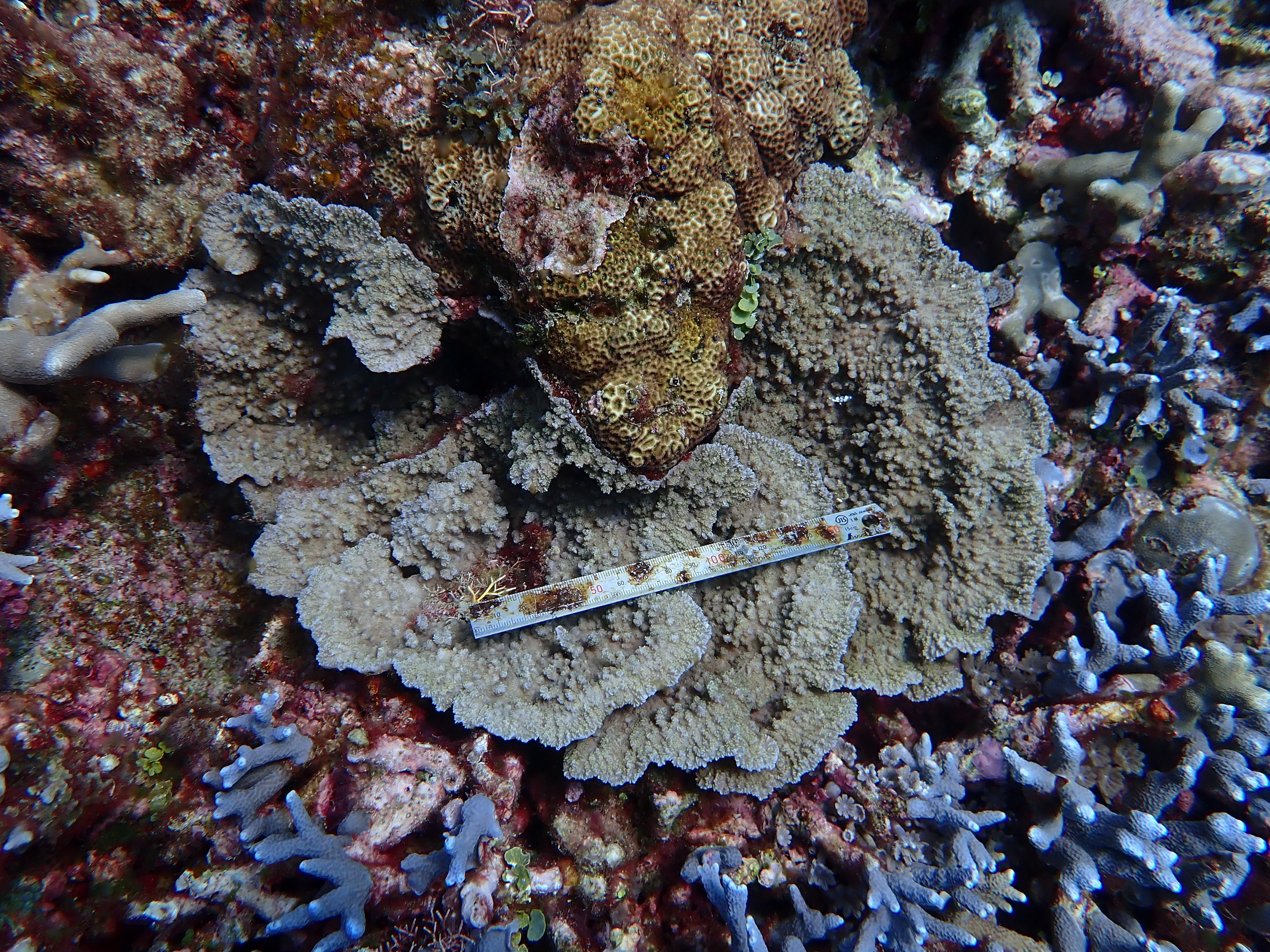 Merulina sp.