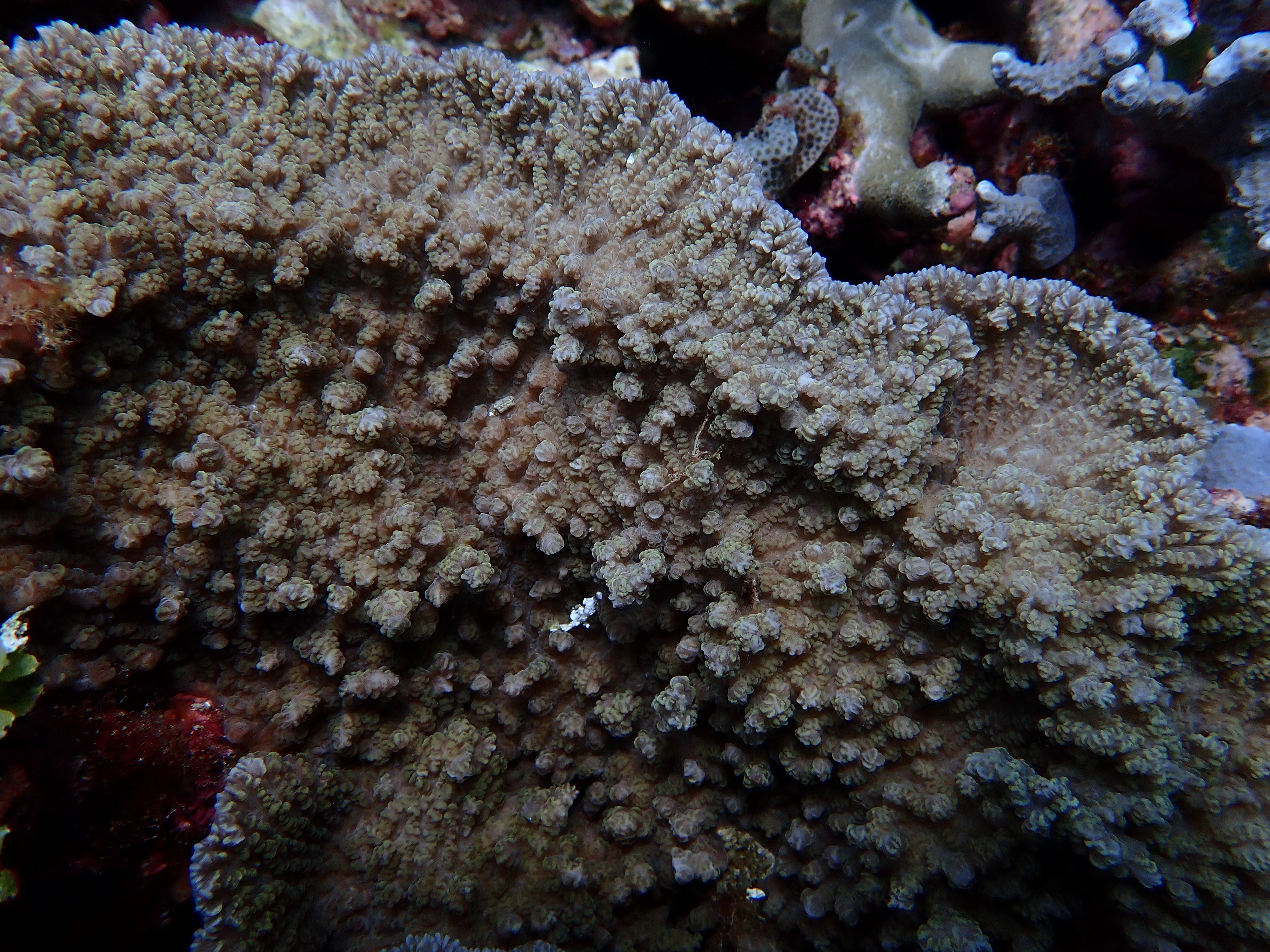 Merulina sp.