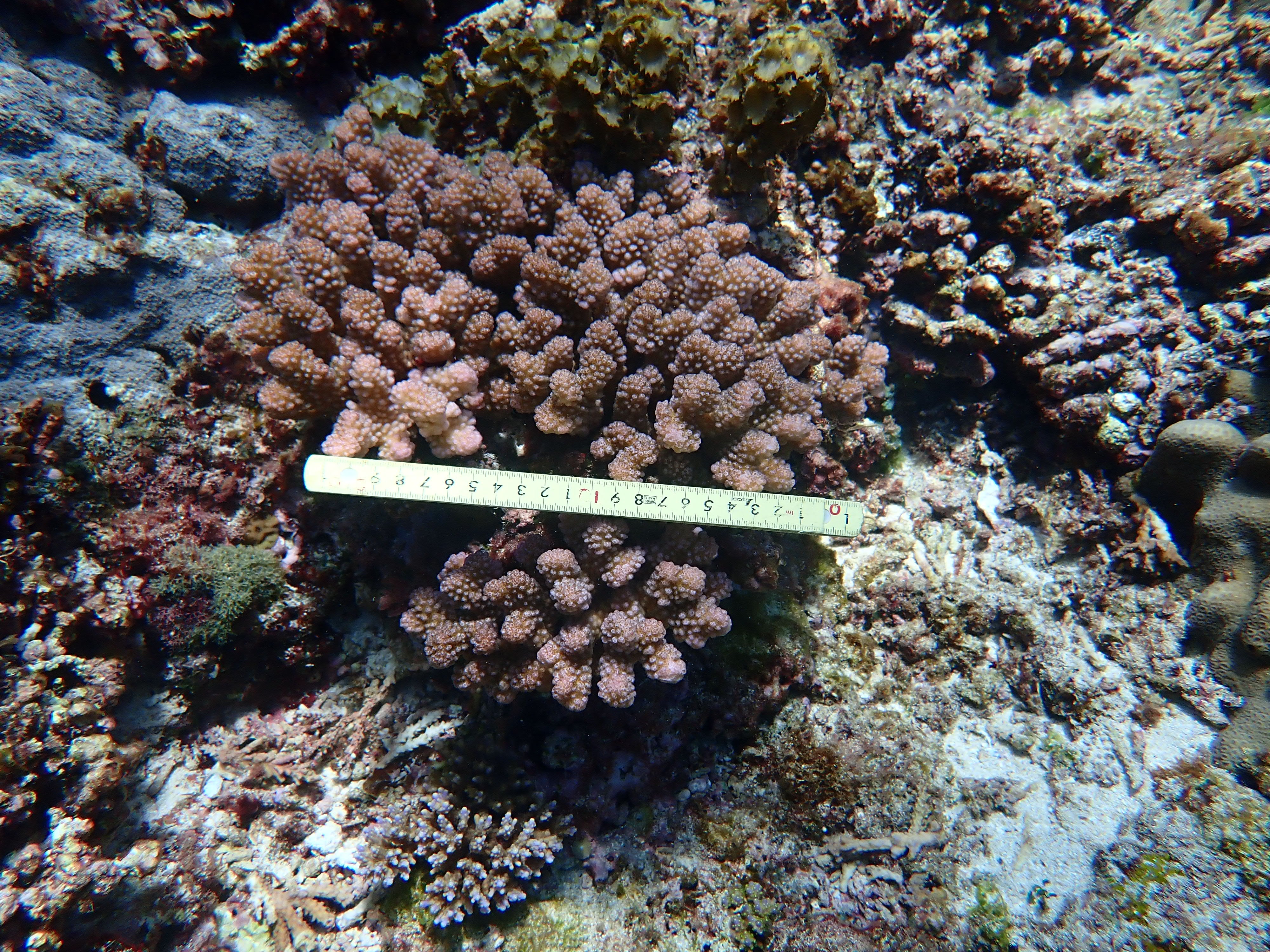 Pocillopora verrucosa