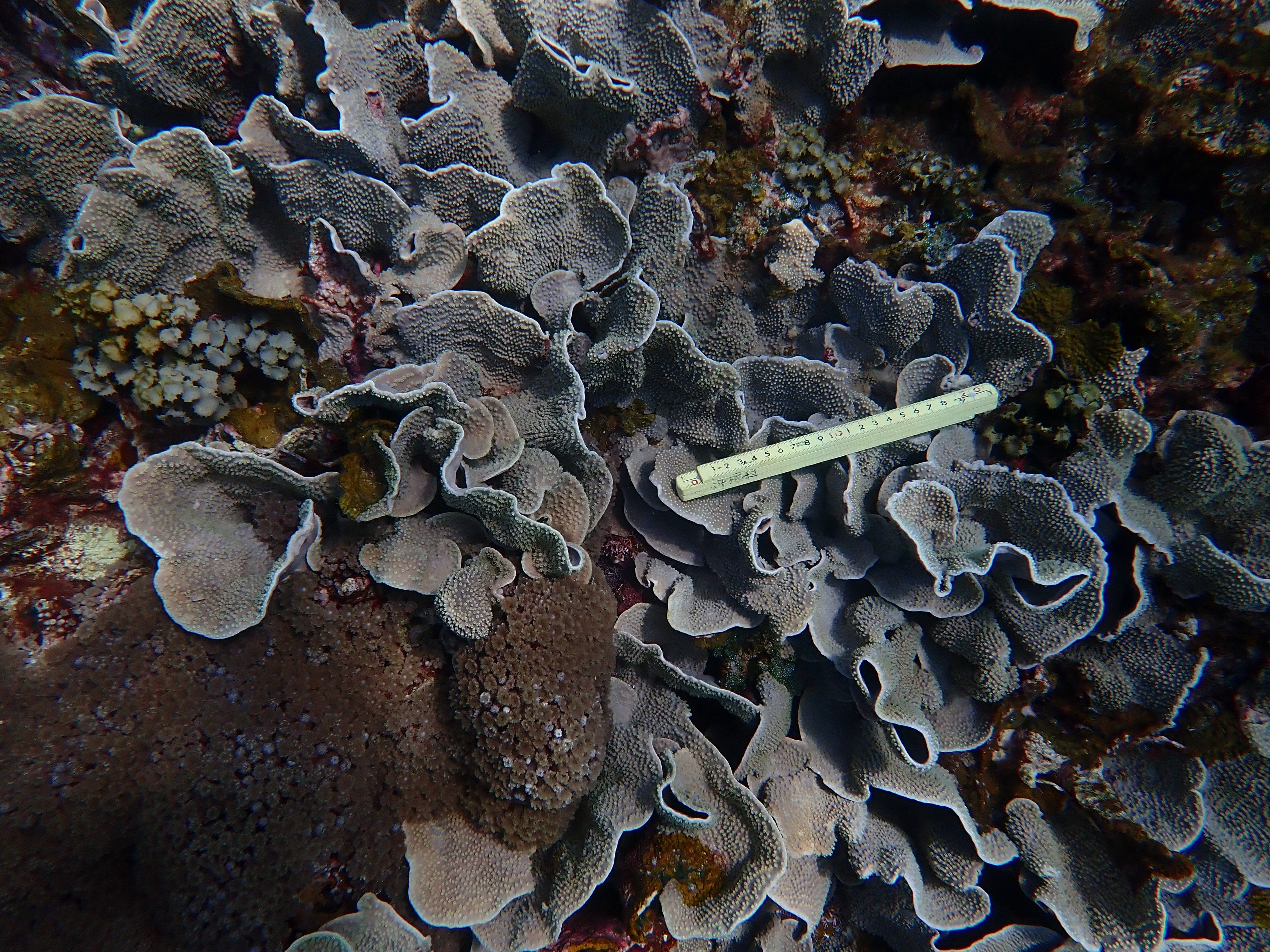 Turbinaria mesenterina