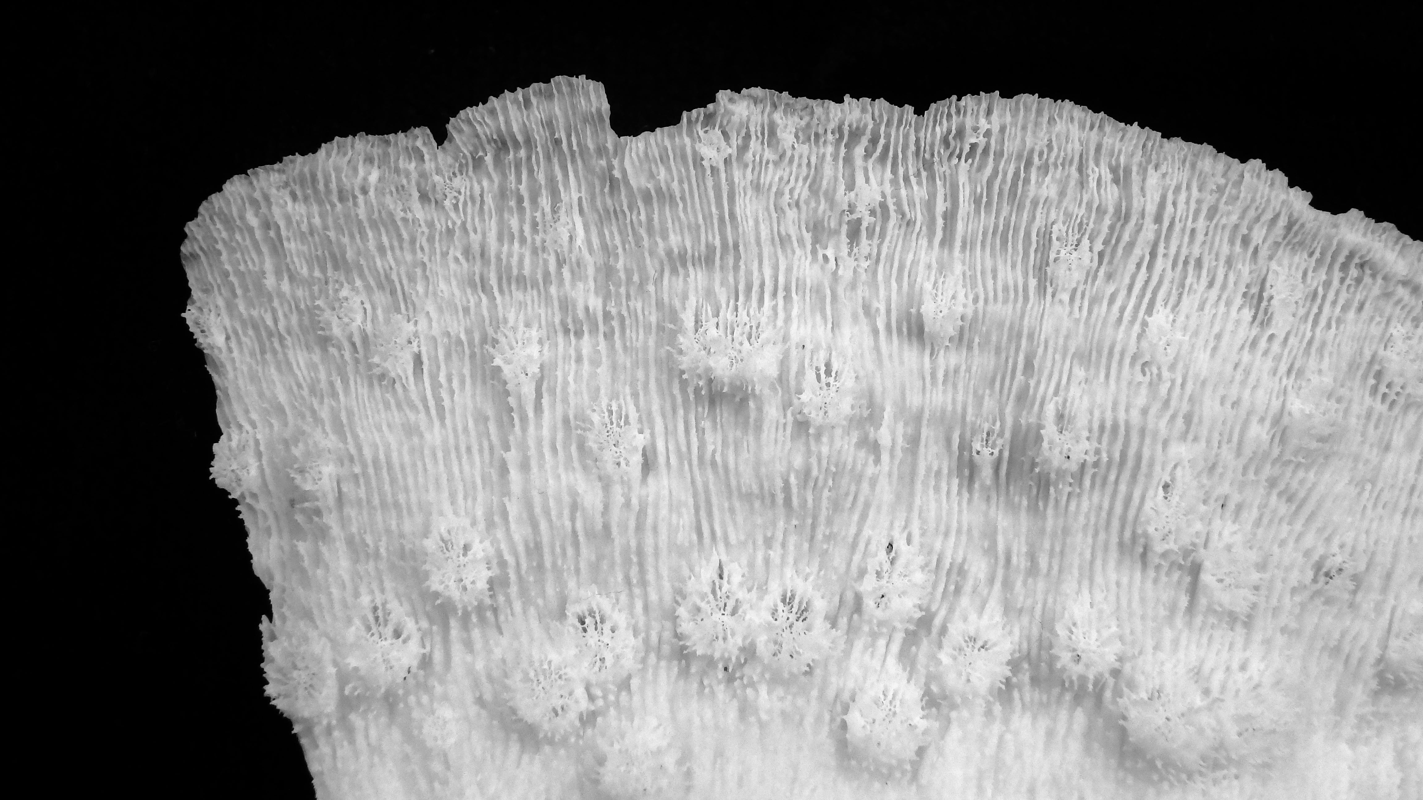 Echinopora lamellosa