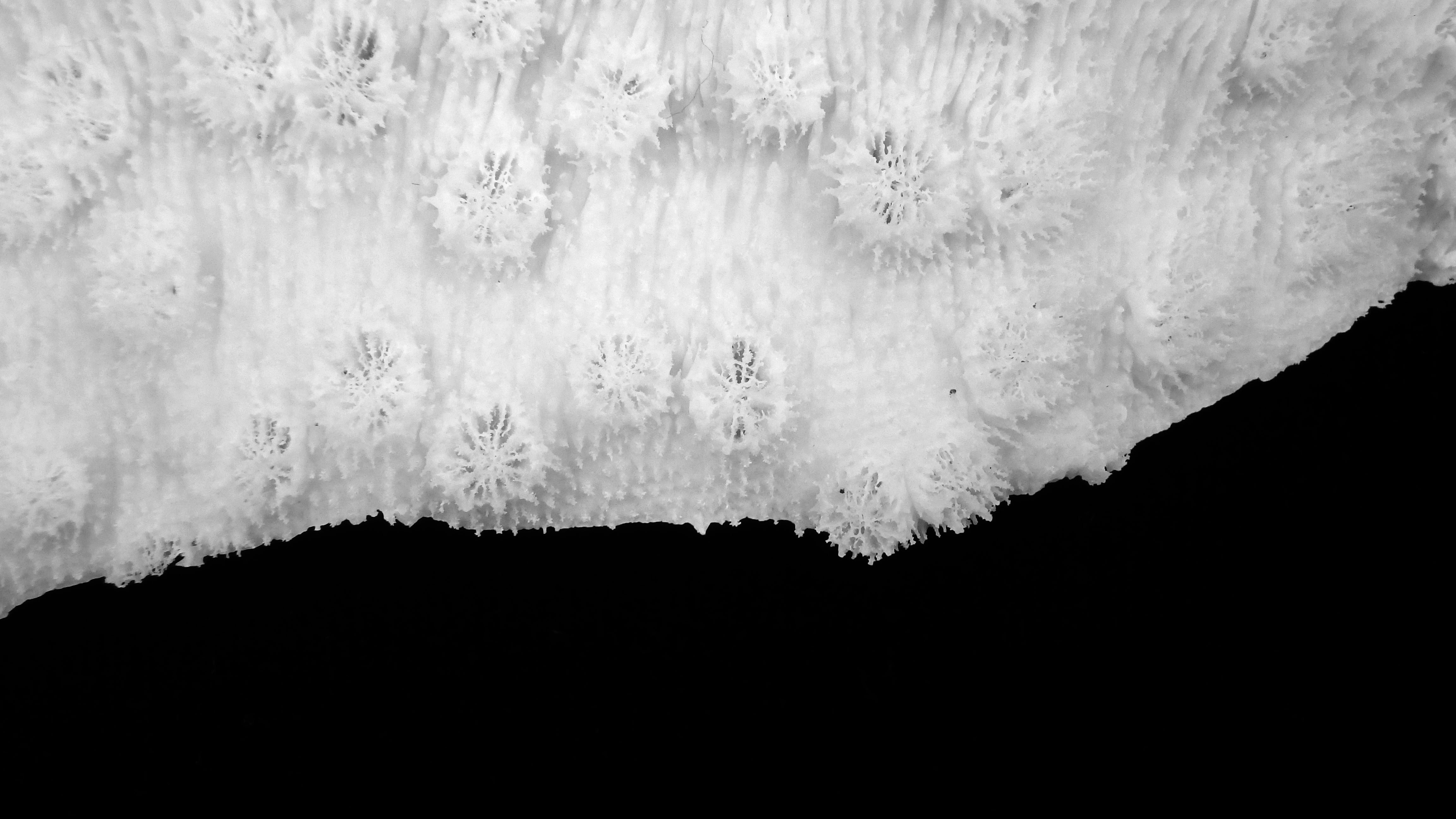 Echinopora lamellosa