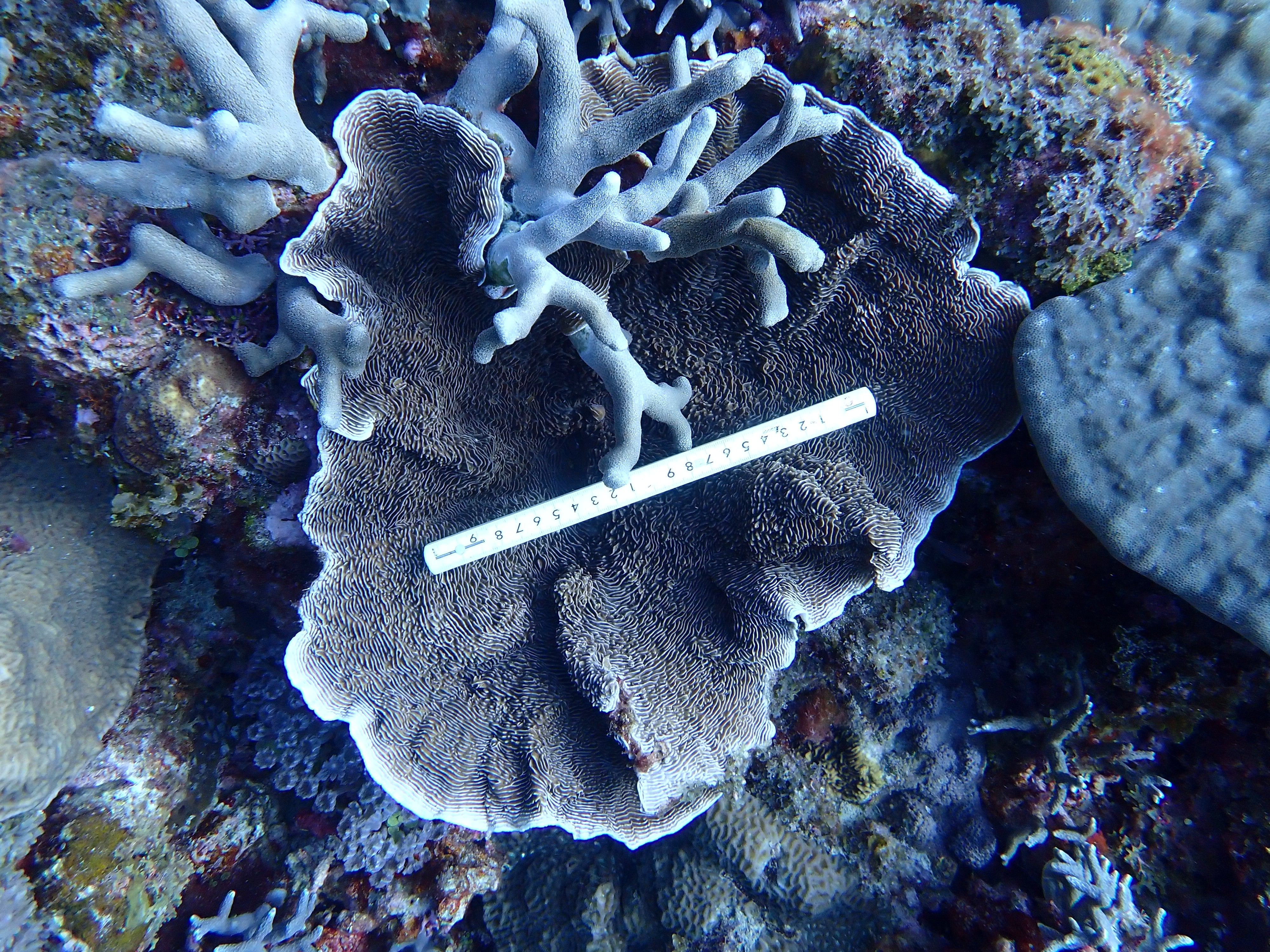 Pachyseris speciosa