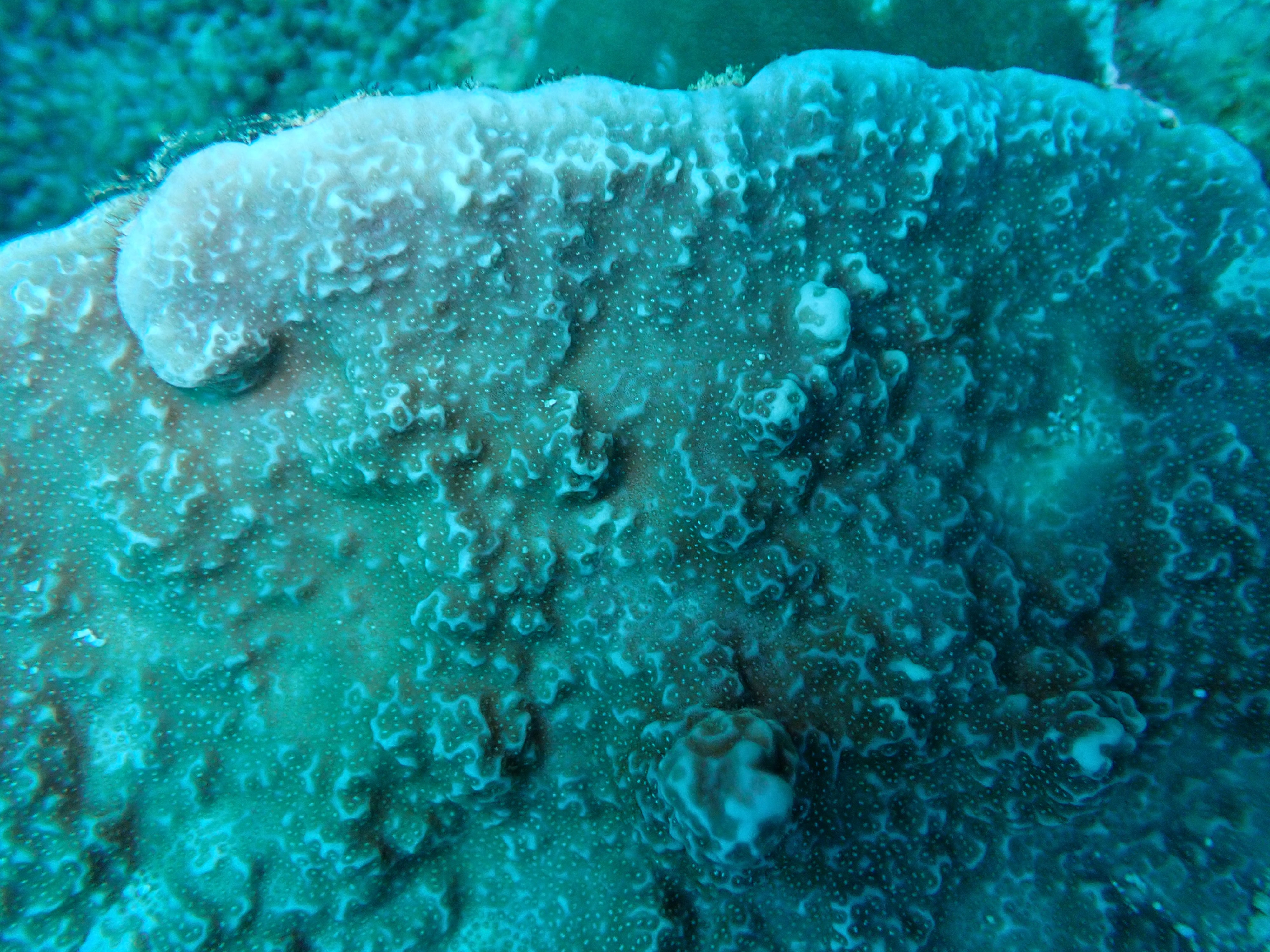 Porites horizontalata