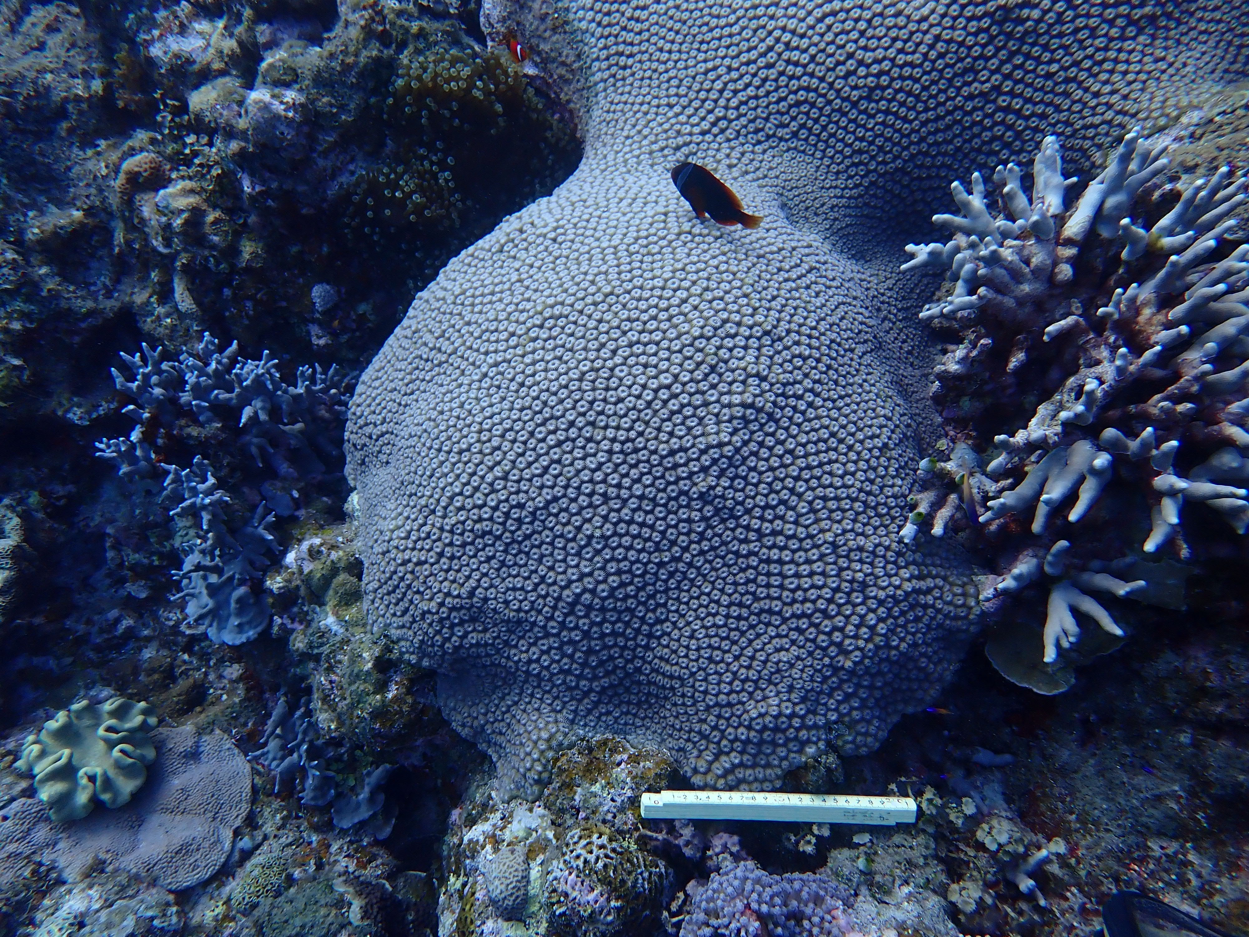 Diploastrea heliopora