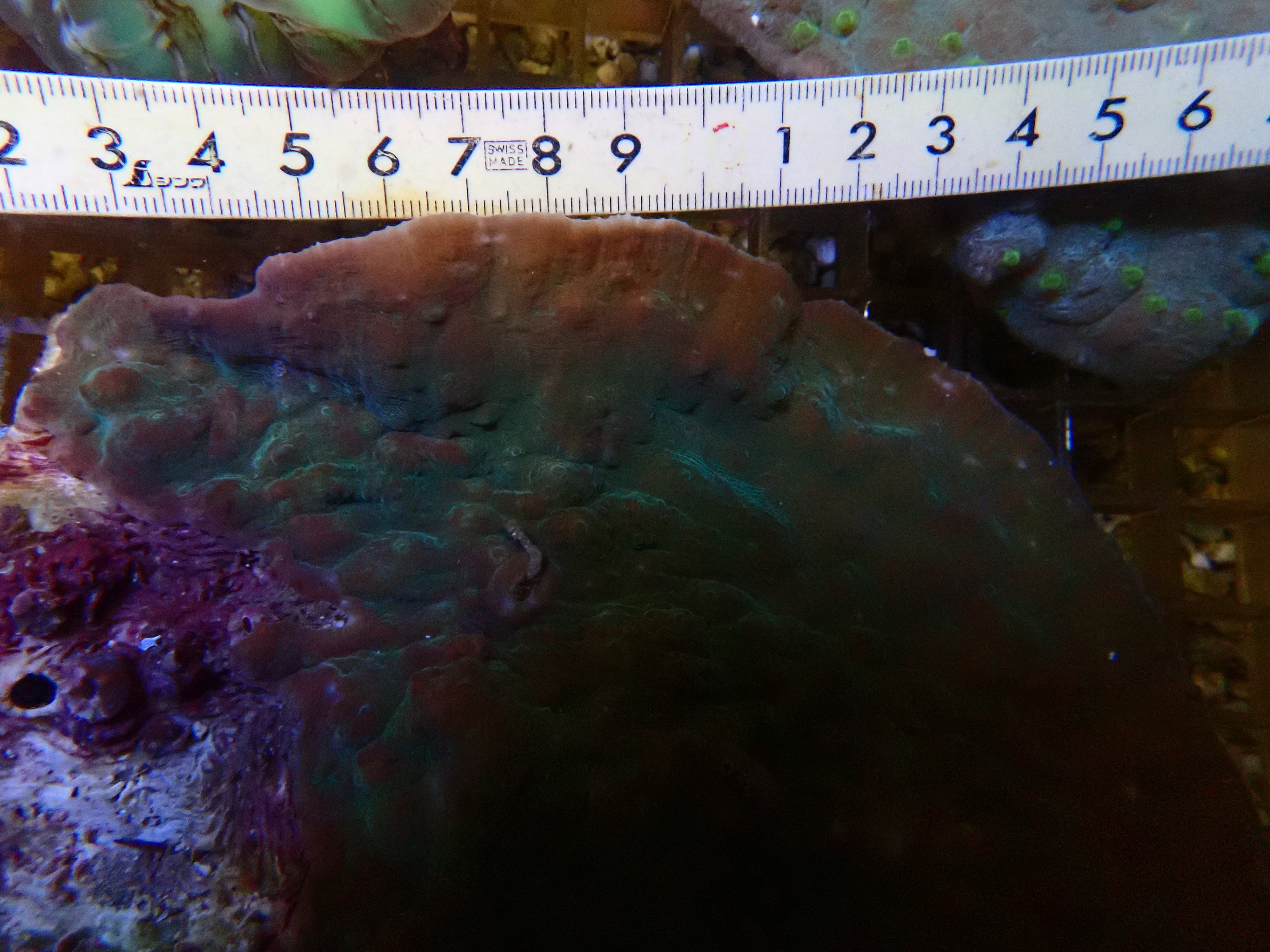 Oxypora lacera