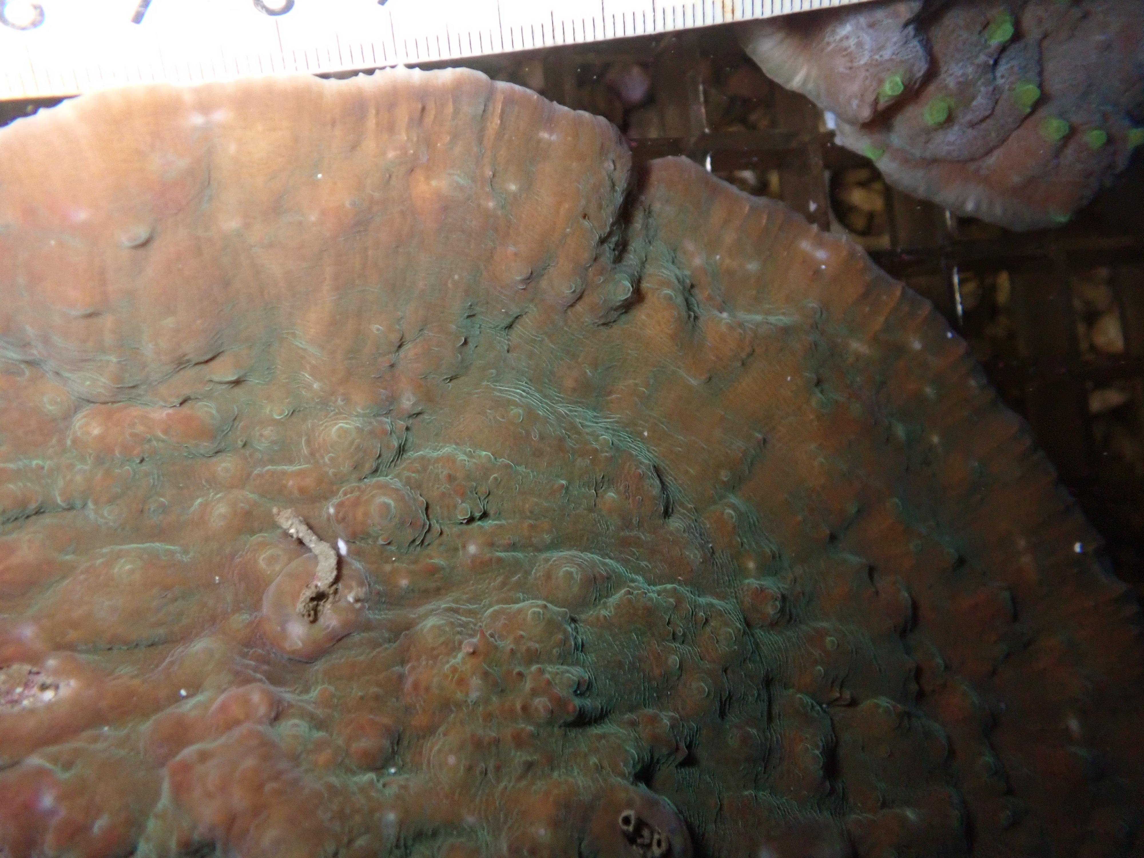 Oxypora lacera