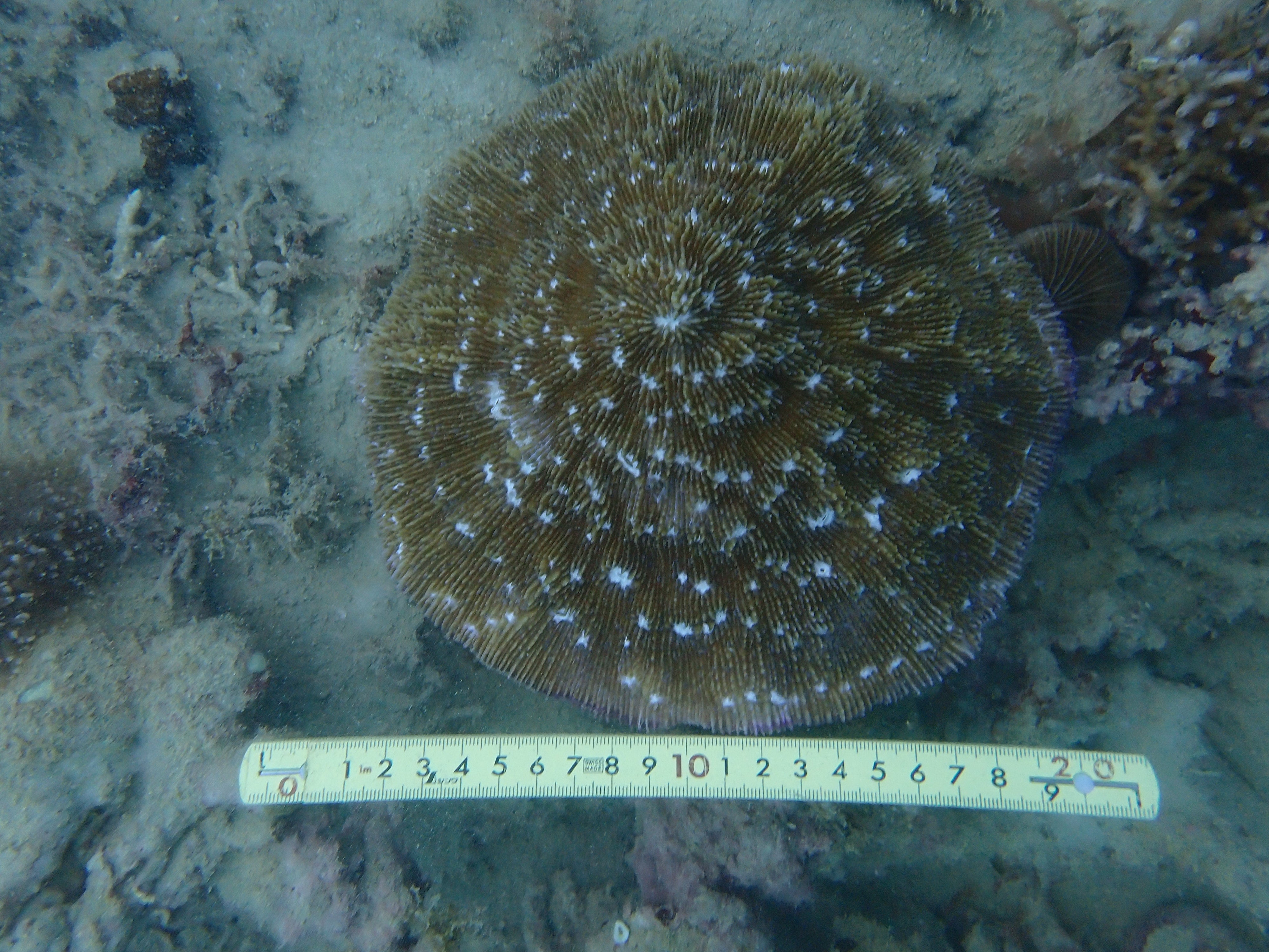Halomitra pileus