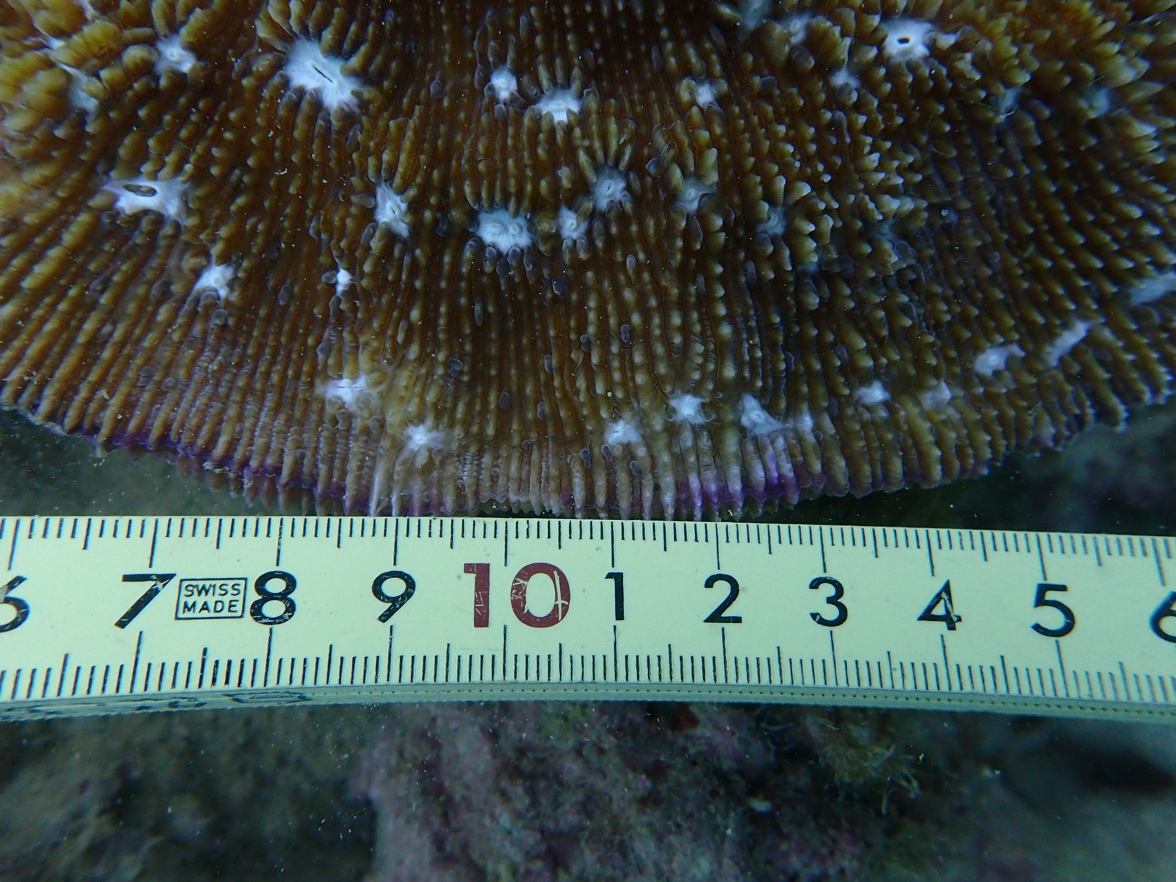 Halomitra pileus
