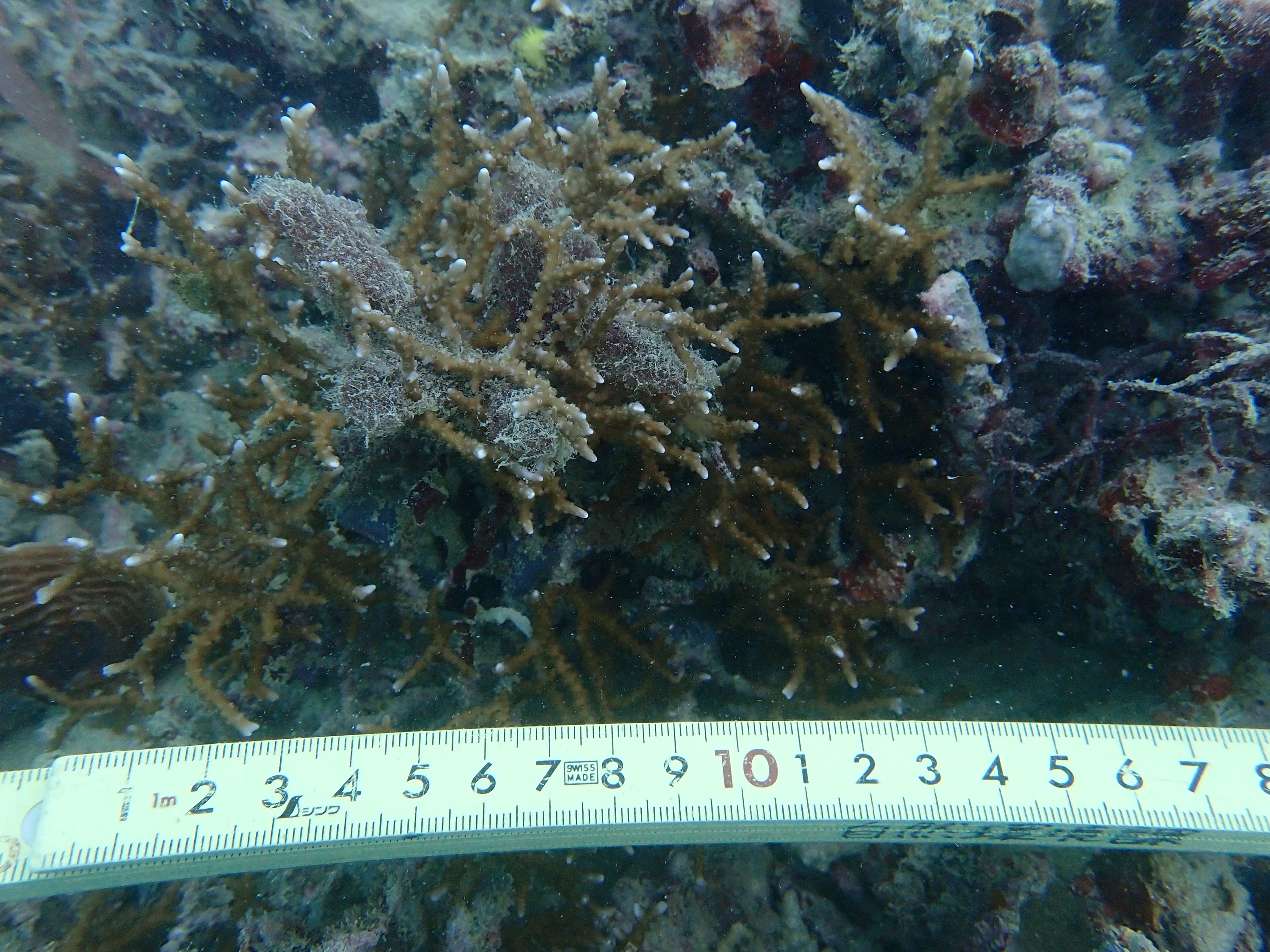 Anacropora matthaii