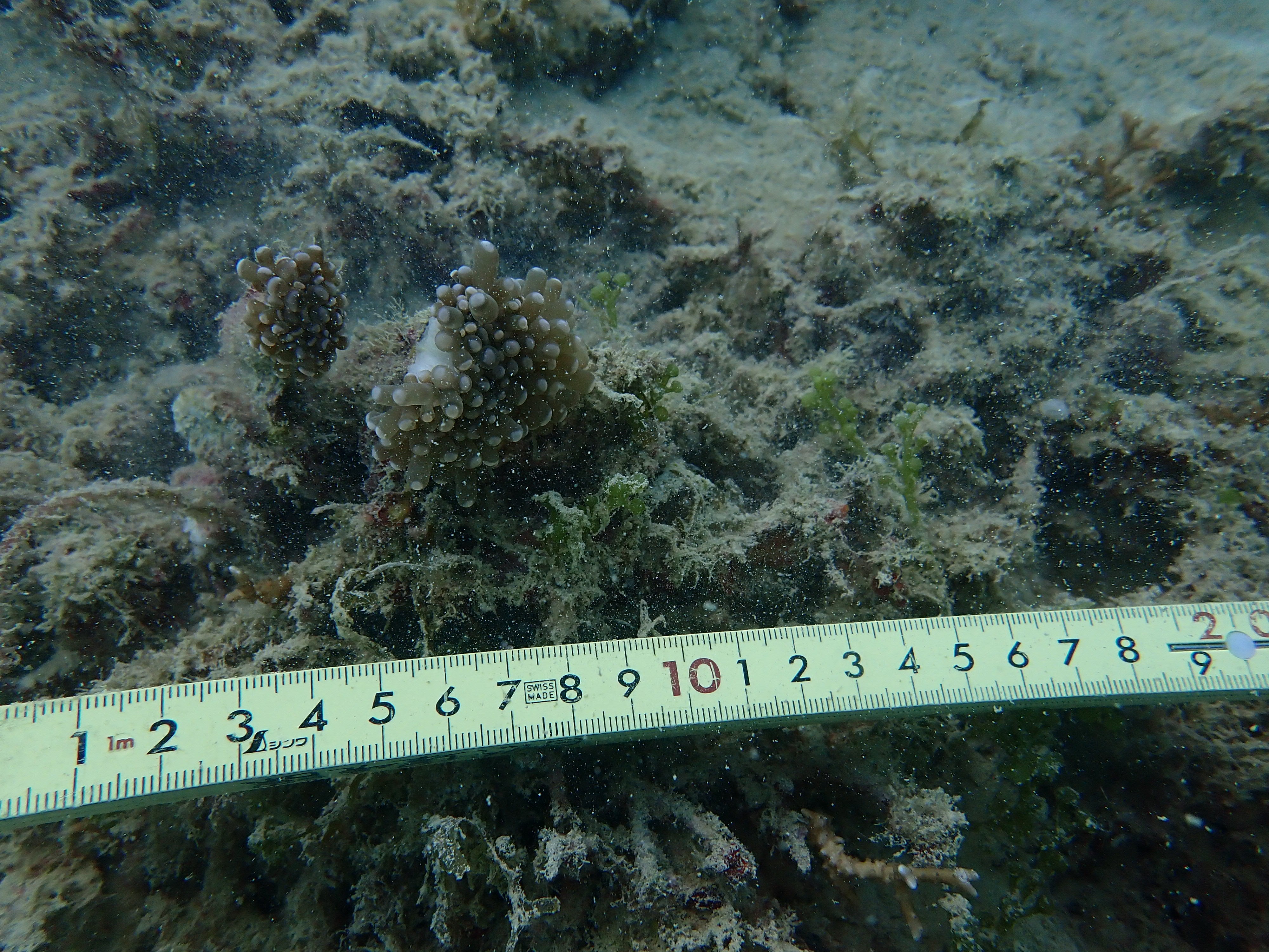 Euphyllia cristata