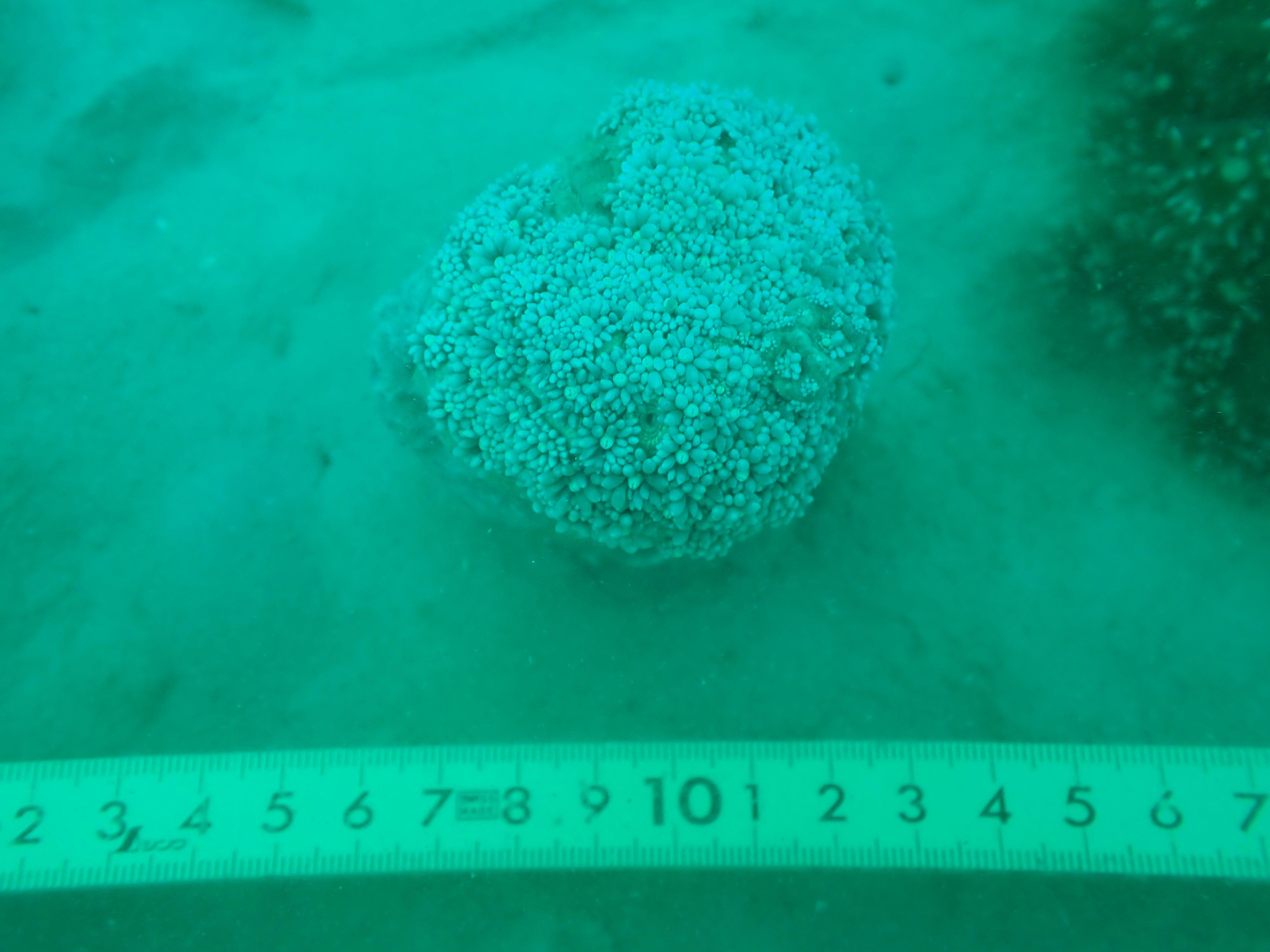 Goniopora stokesi