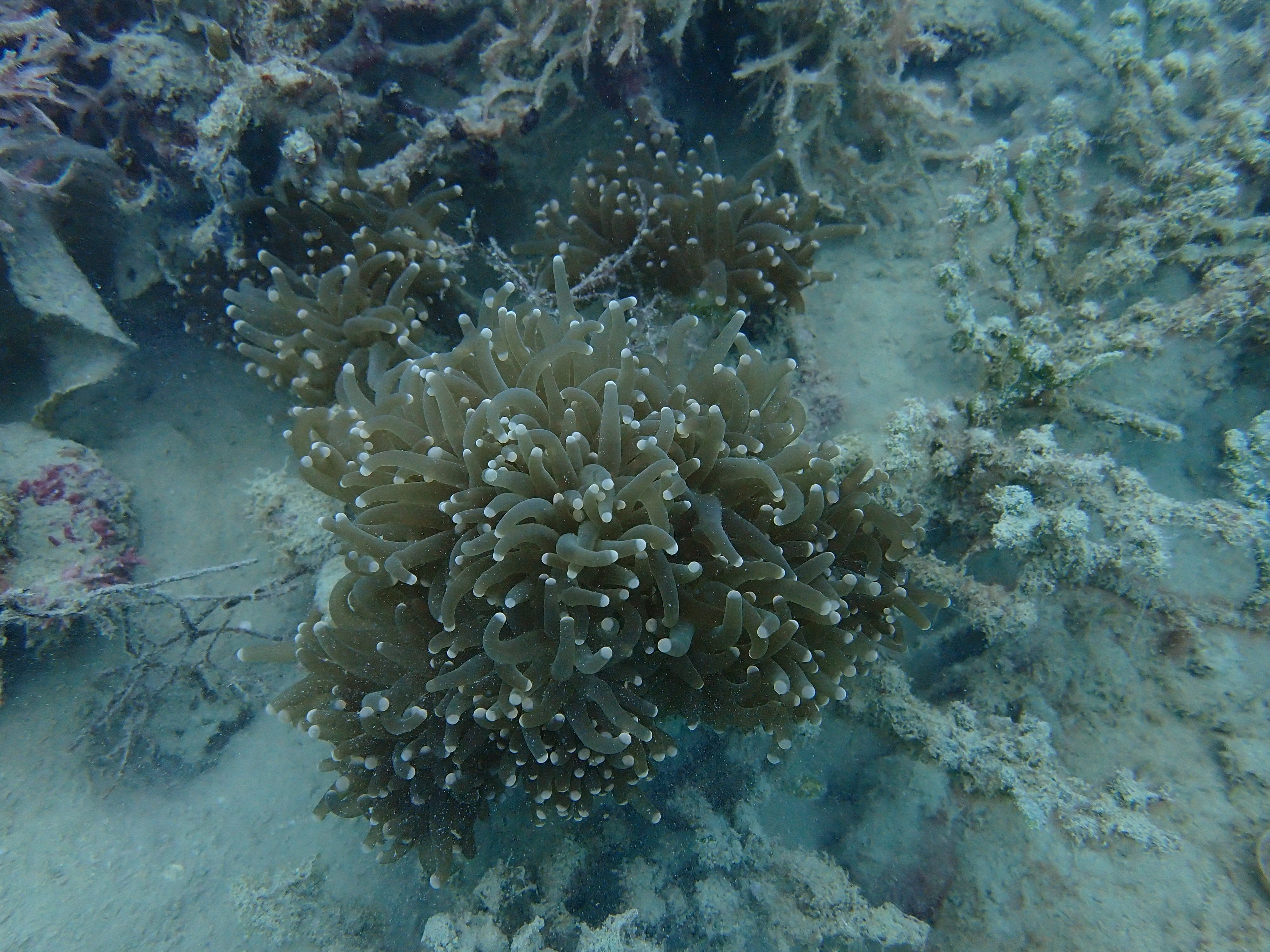 Euphyllia glabrescens