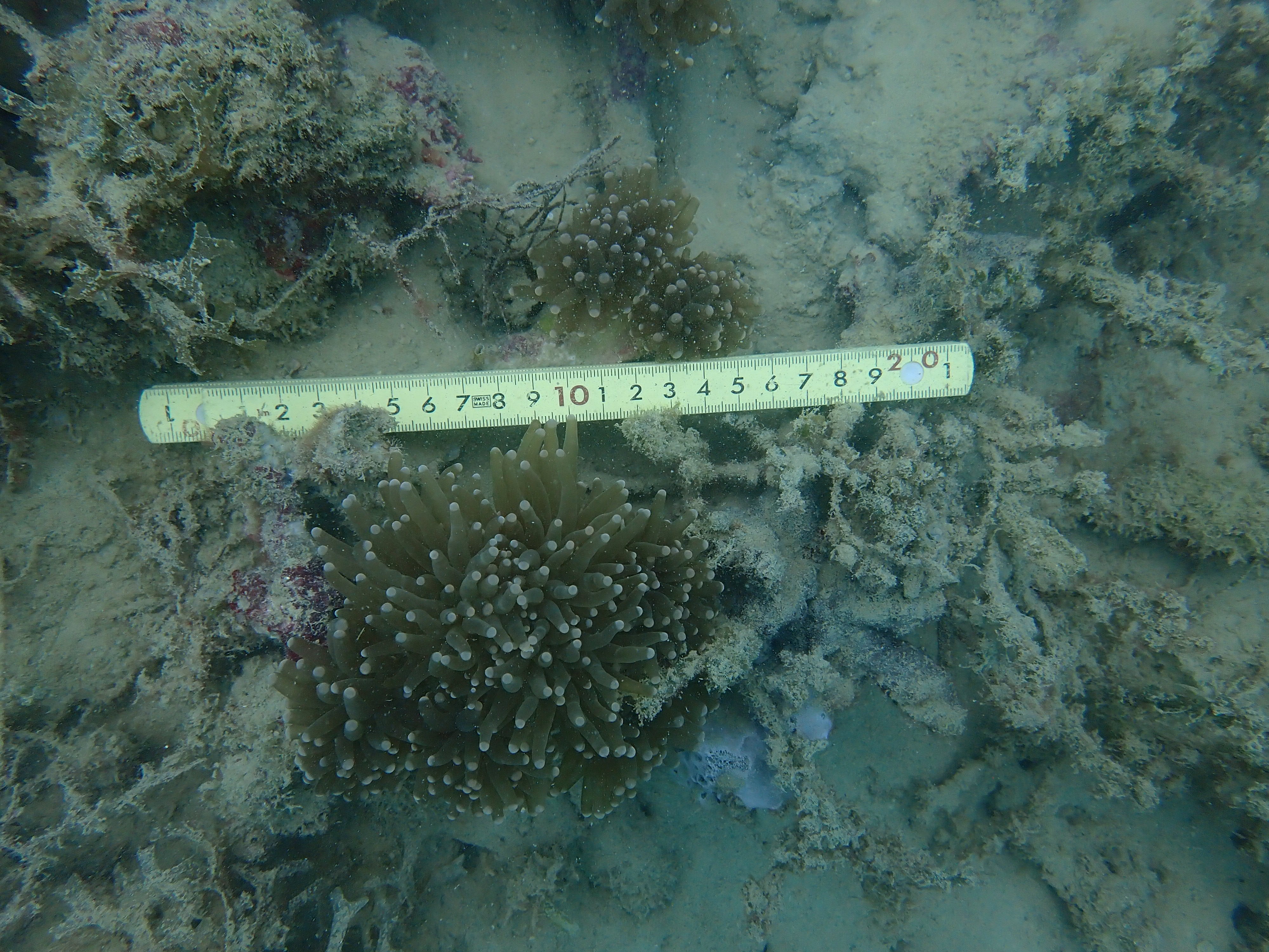 Euphyllia glabrescens