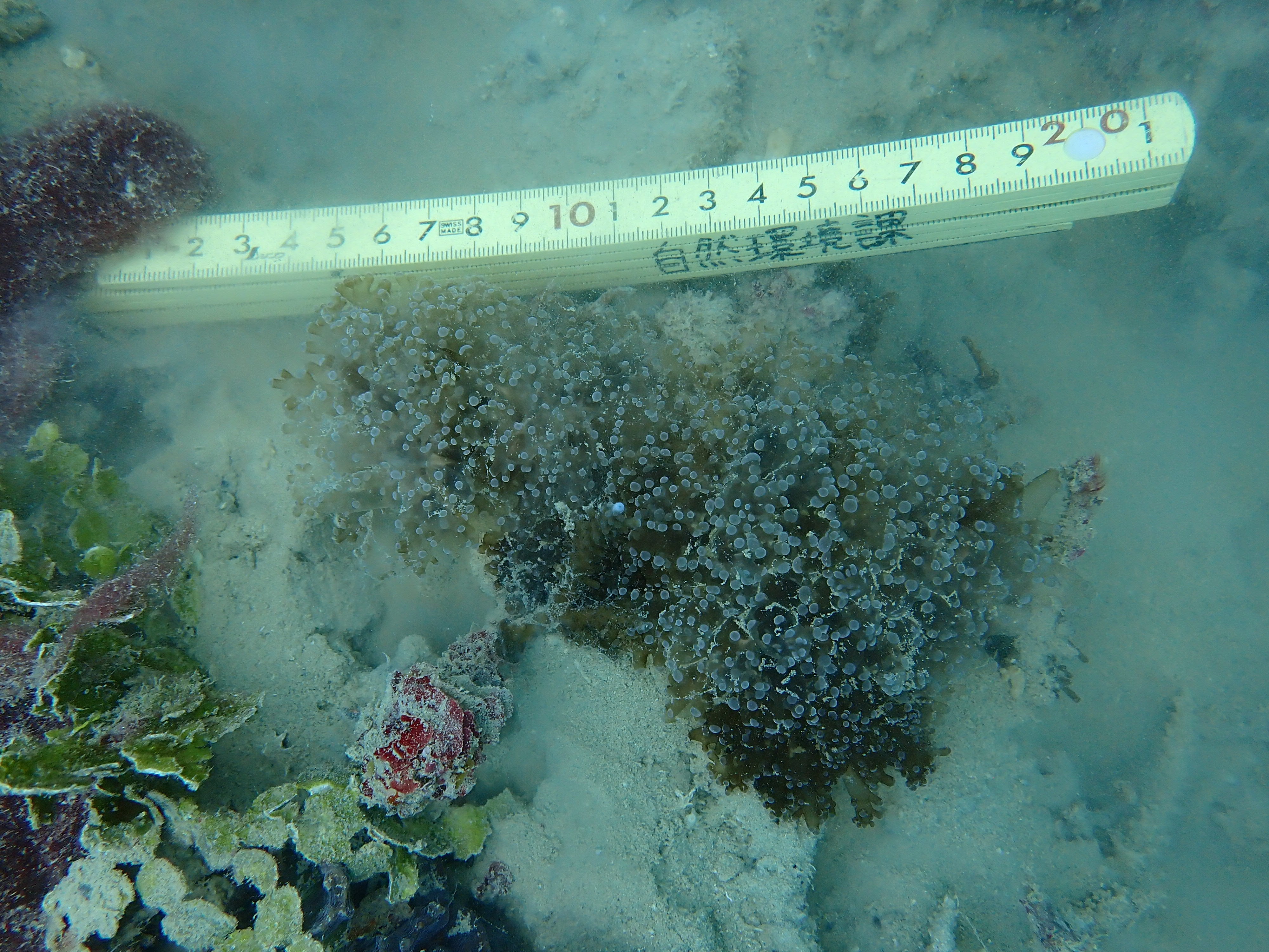 Fimbriaphyllia paradivisa