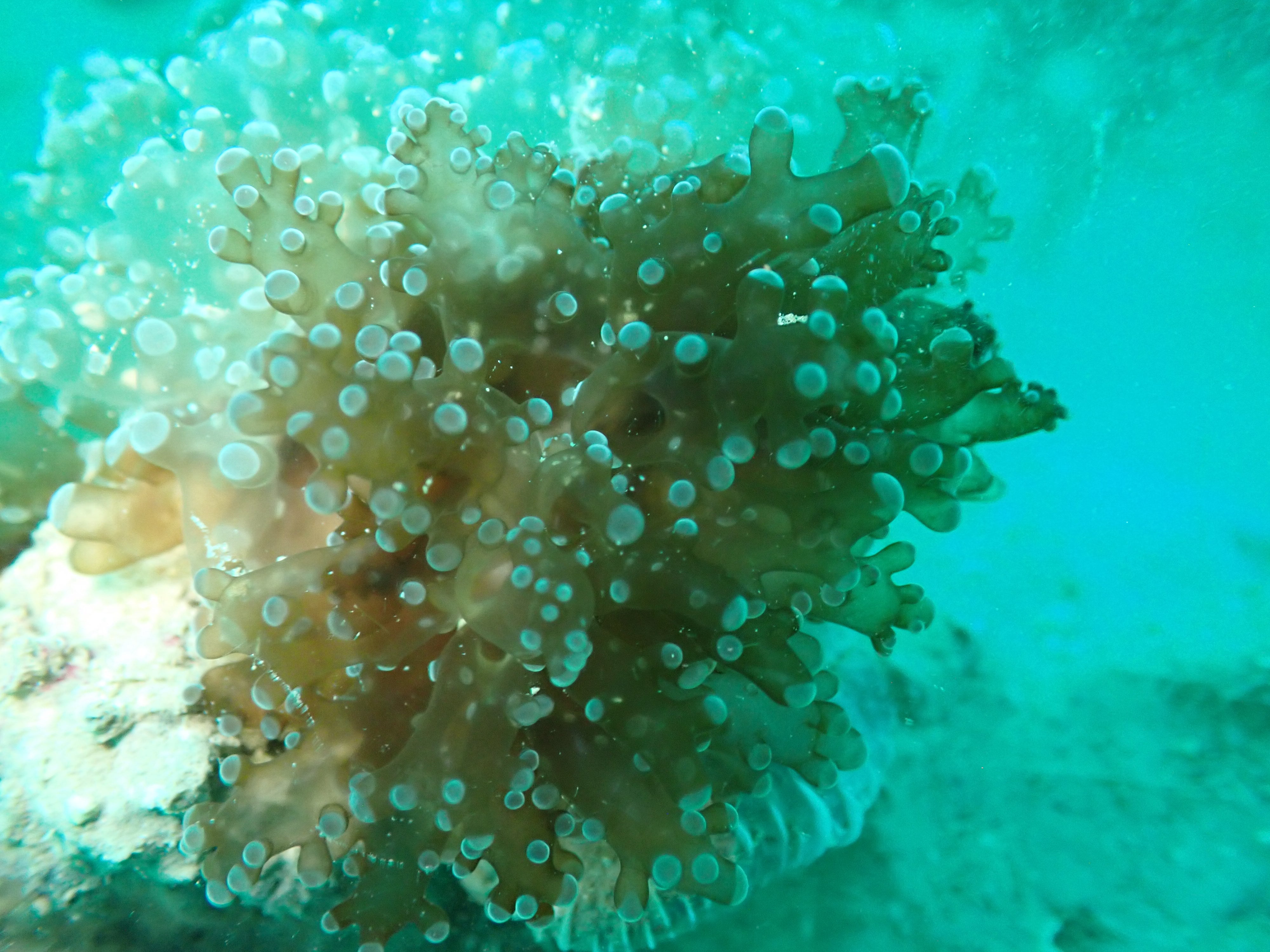 Fimbriaphyllia paradivisa
