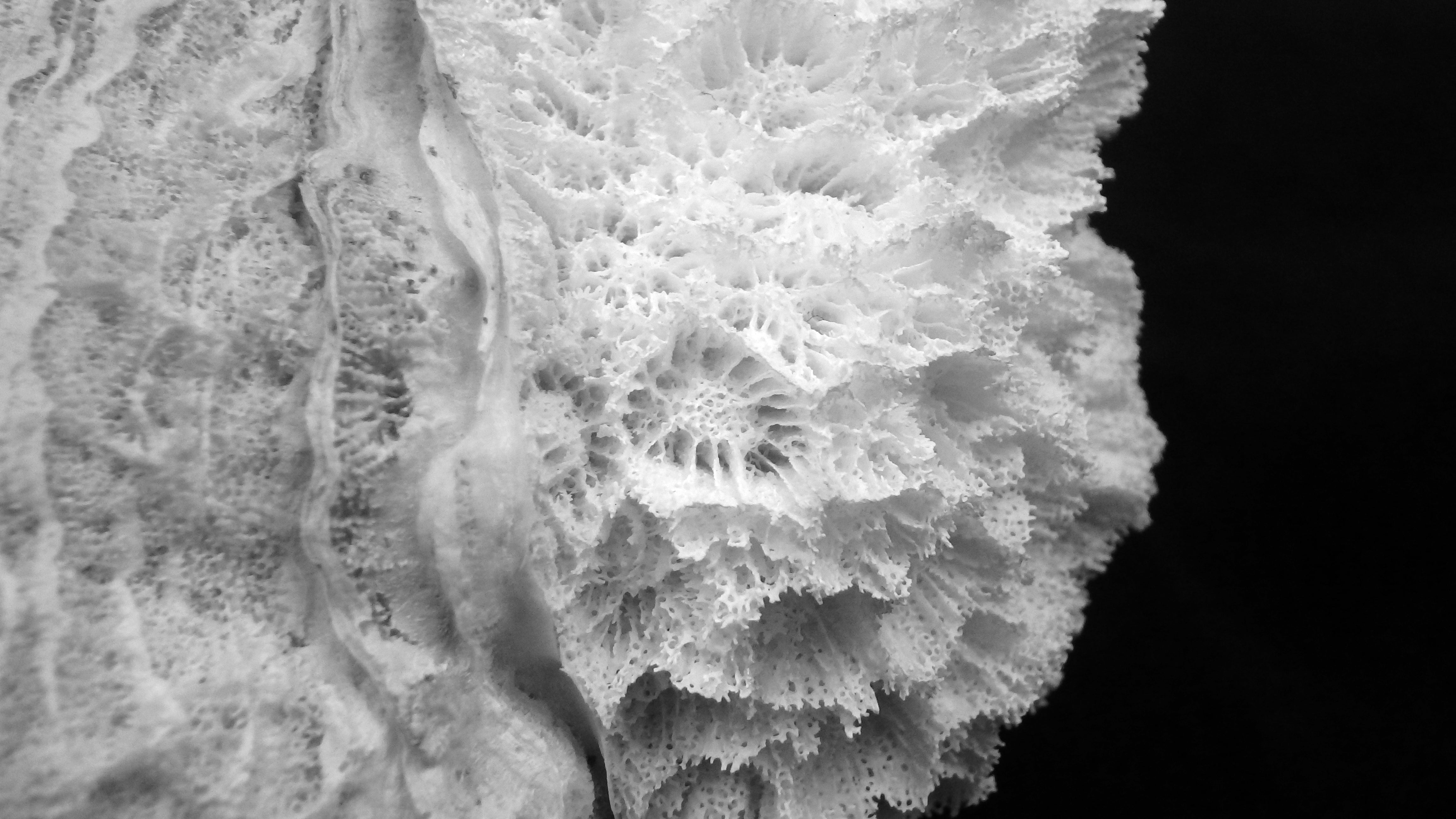 Goniopora stokesi