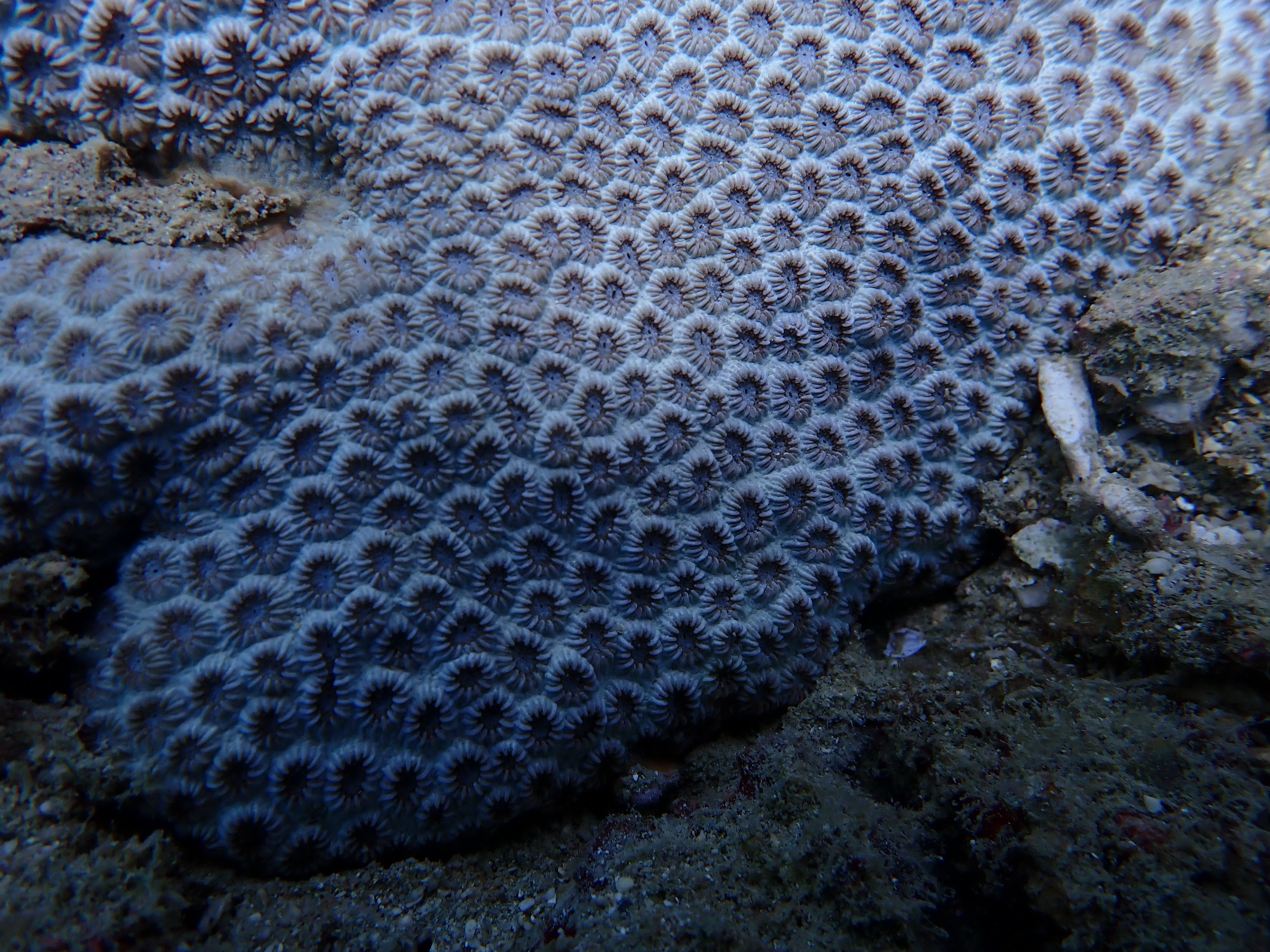 Plesiastrea versipora