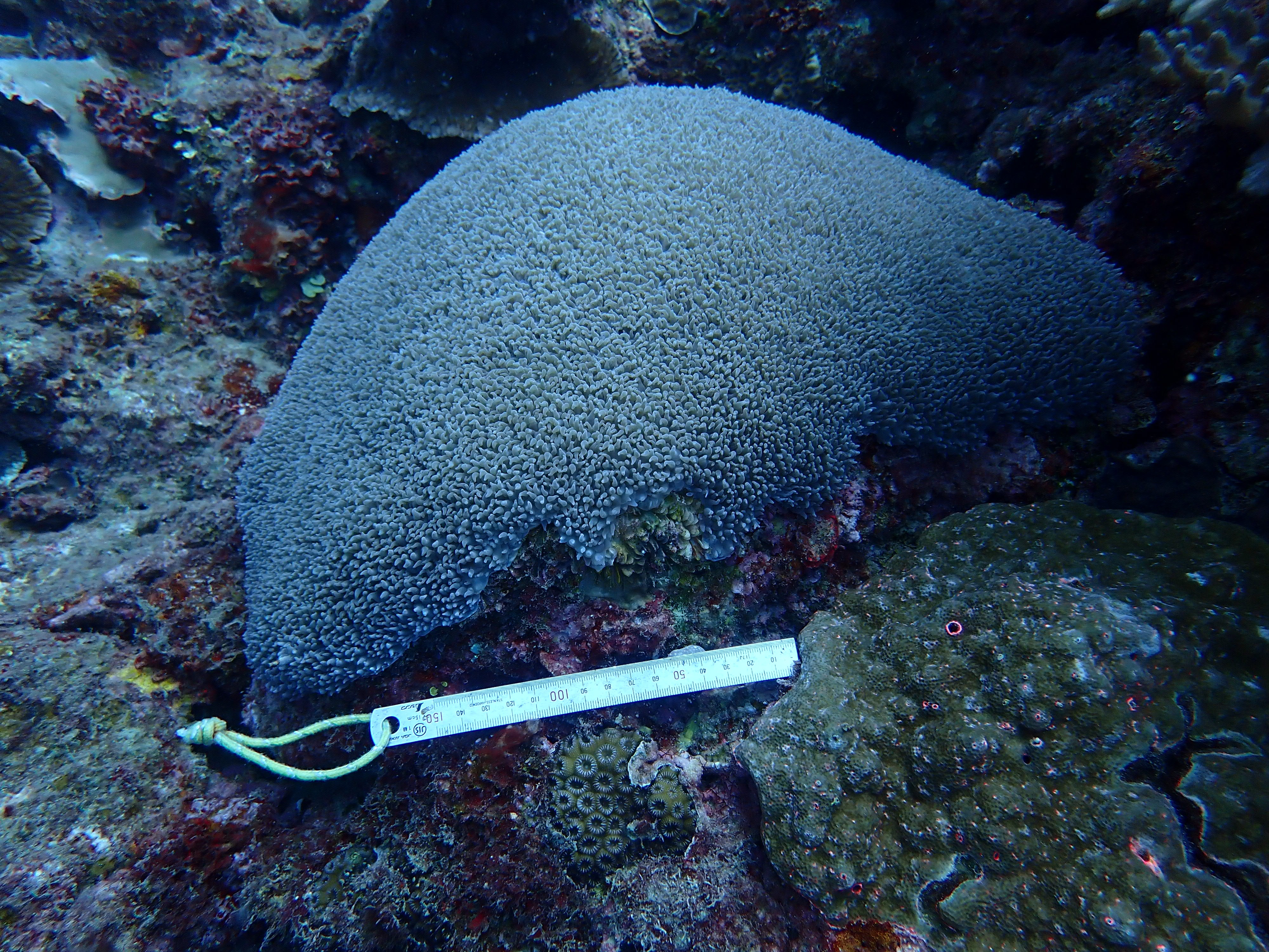 Physogyra lichtensteini