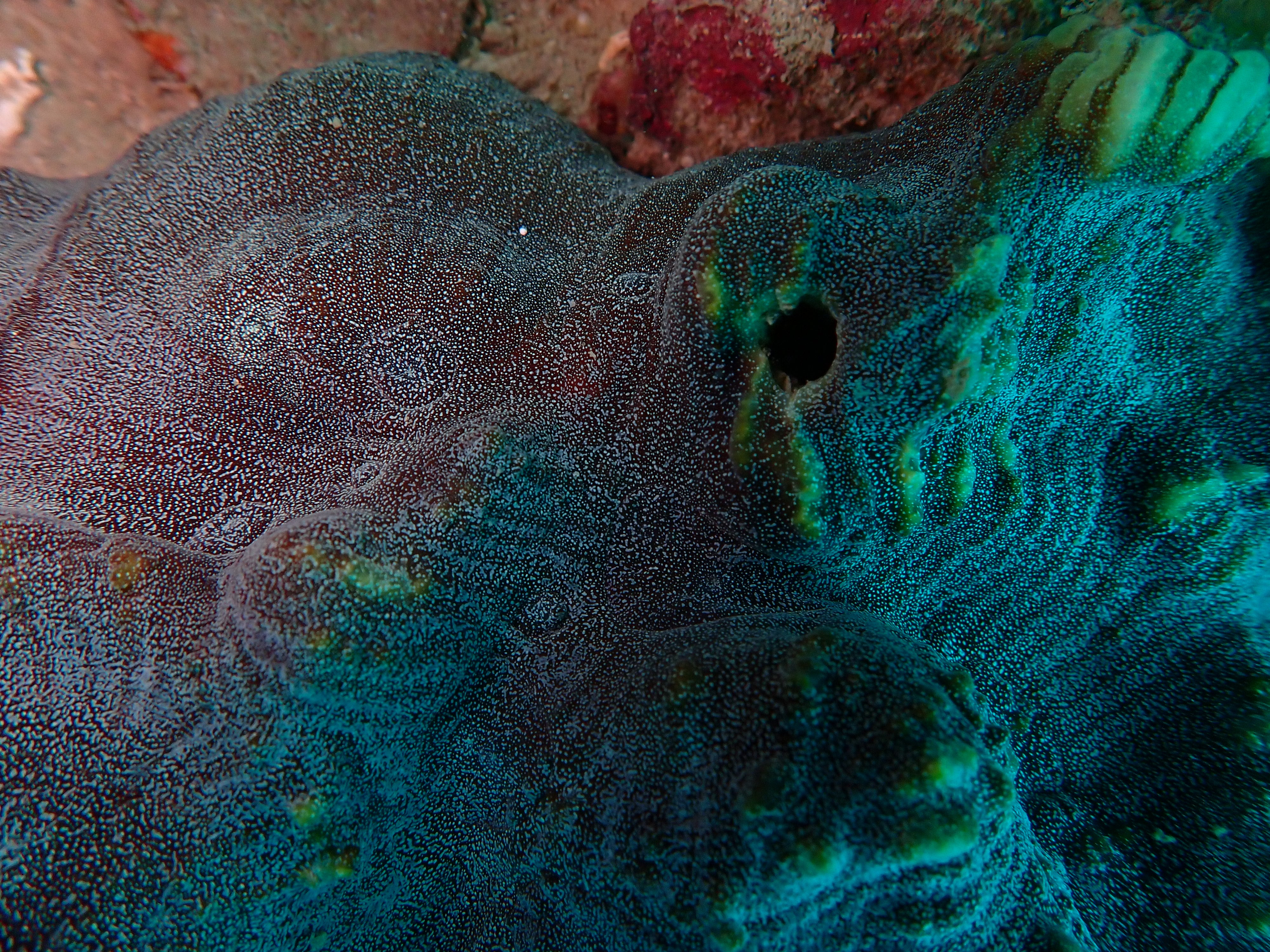 Echinophyllia sp.