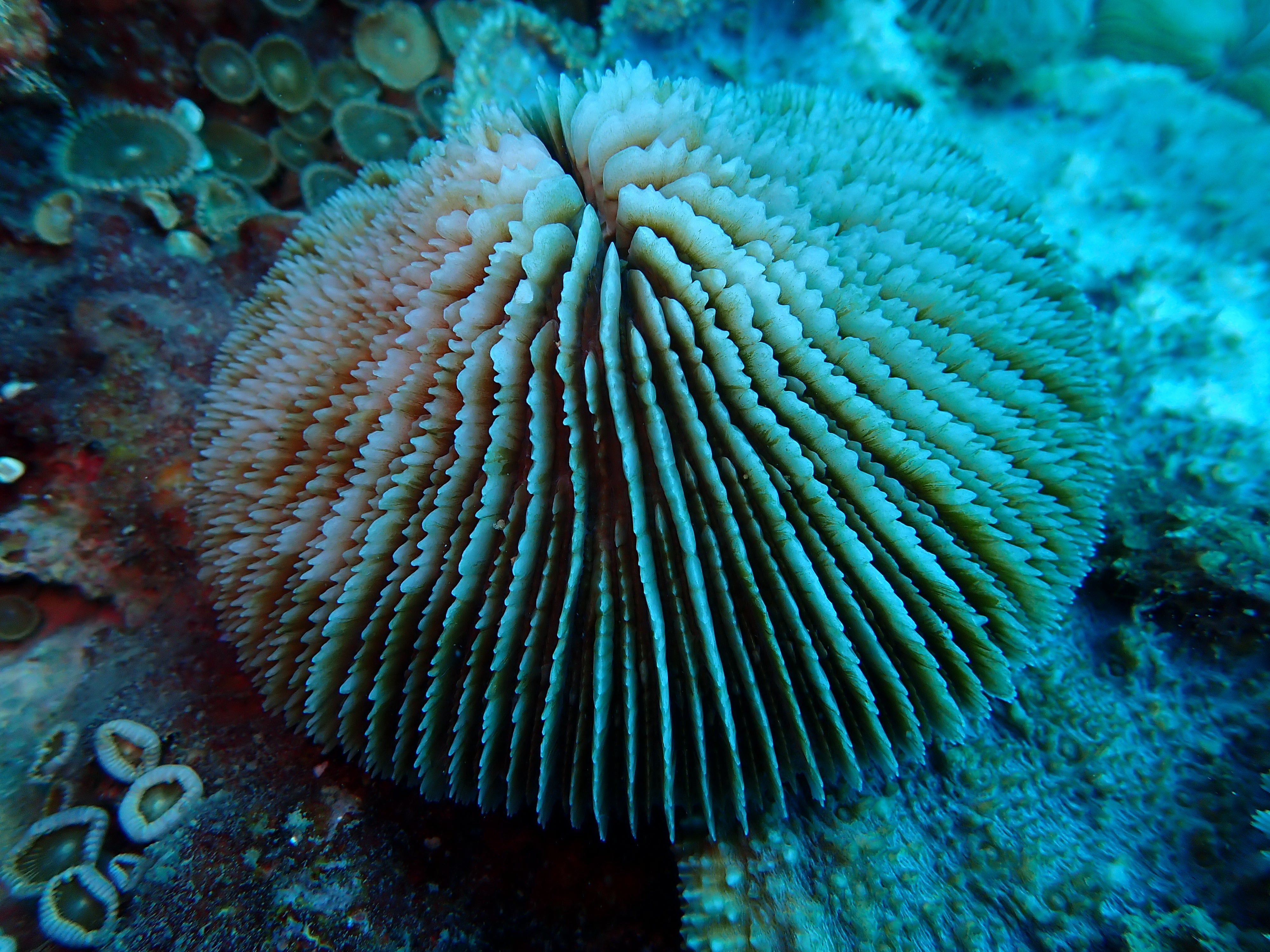 Fungia fungites