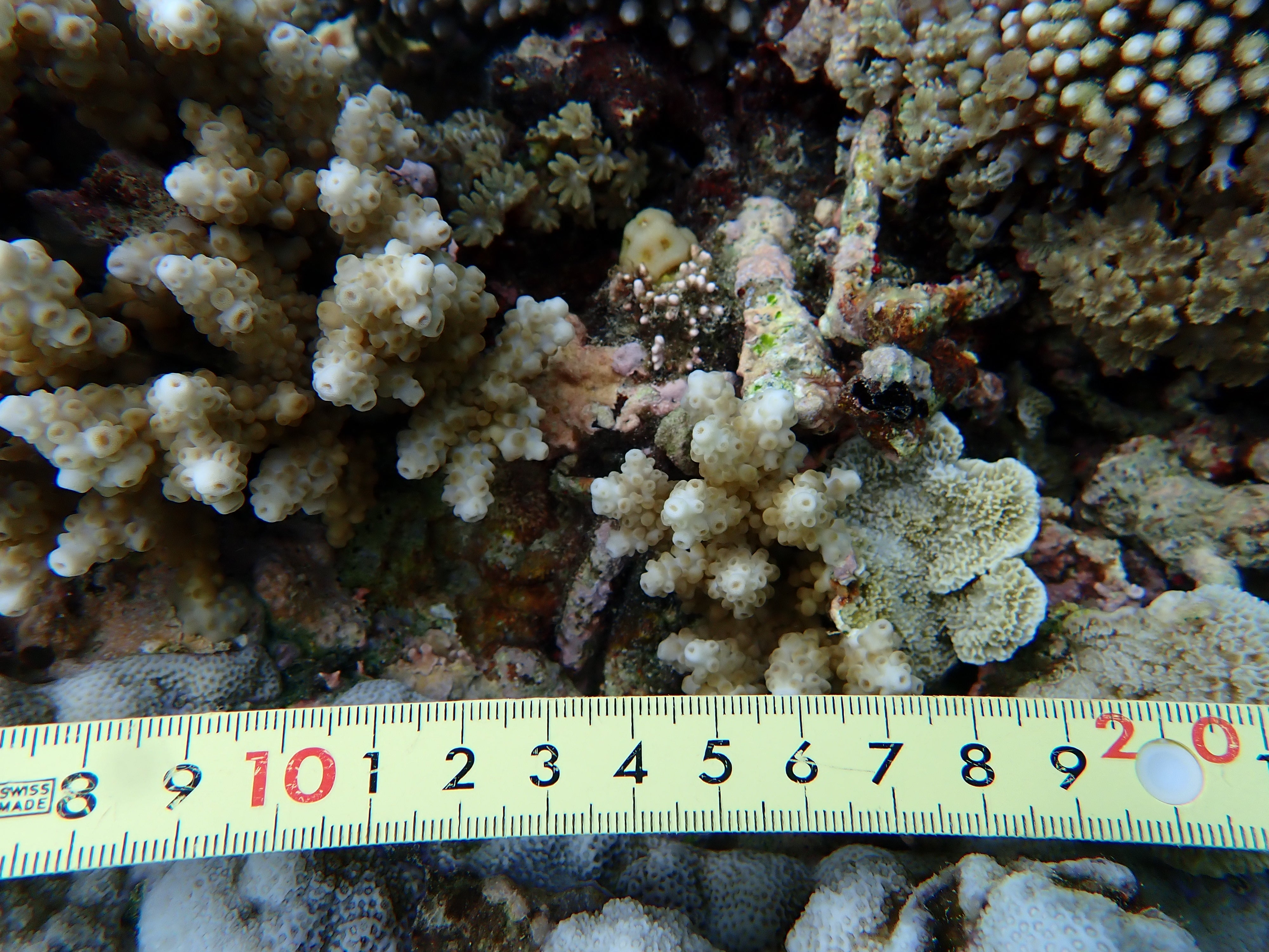 Isopora brueggemanni