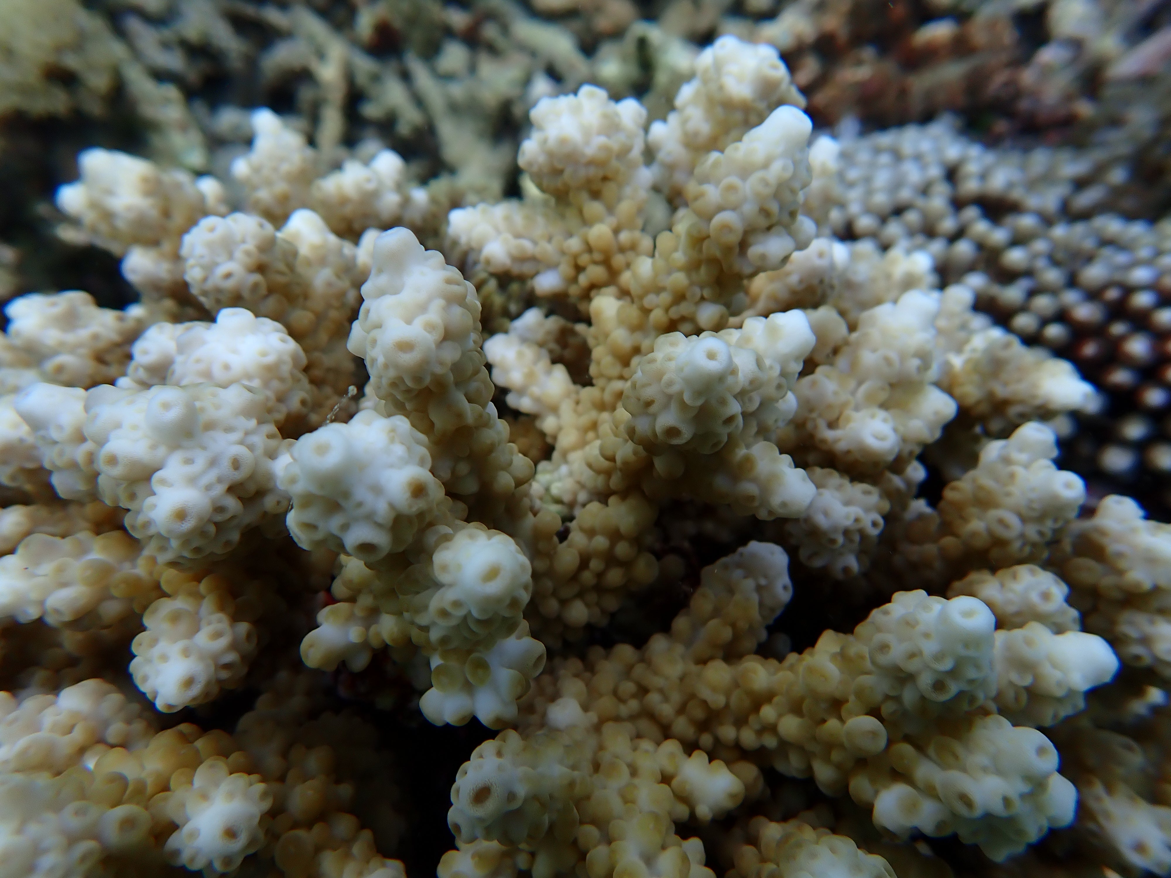 Isopora brueggemanni