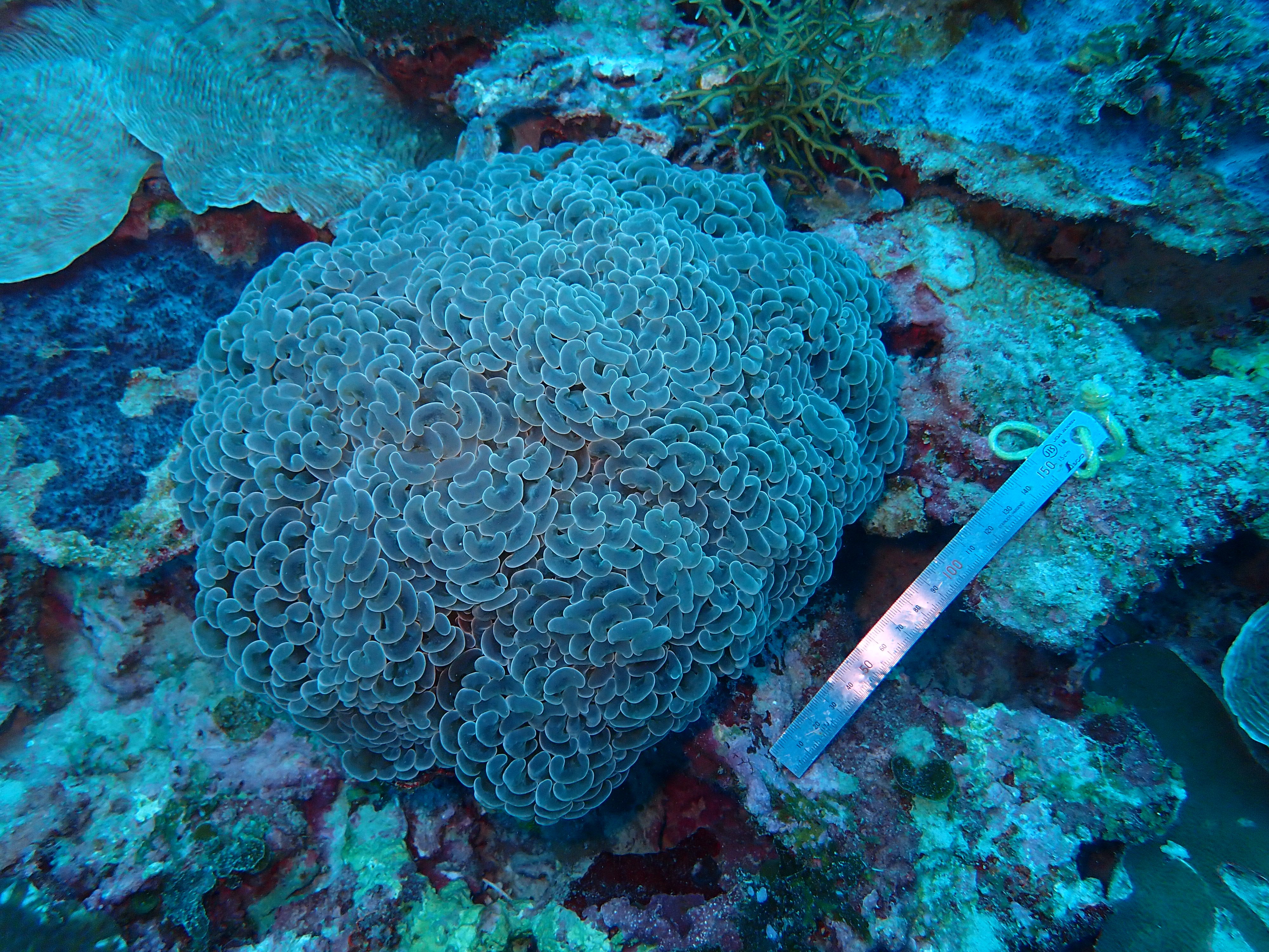 Fimbriaphyllia ancora