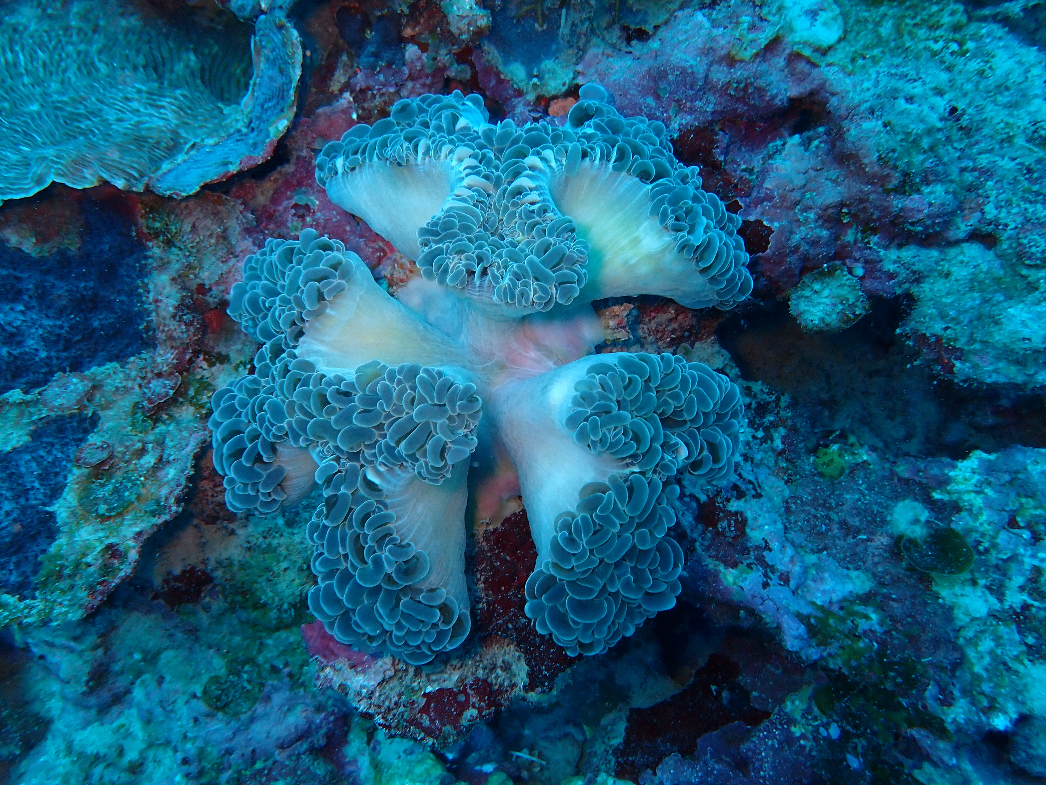 Fimbriaphyllia ancora