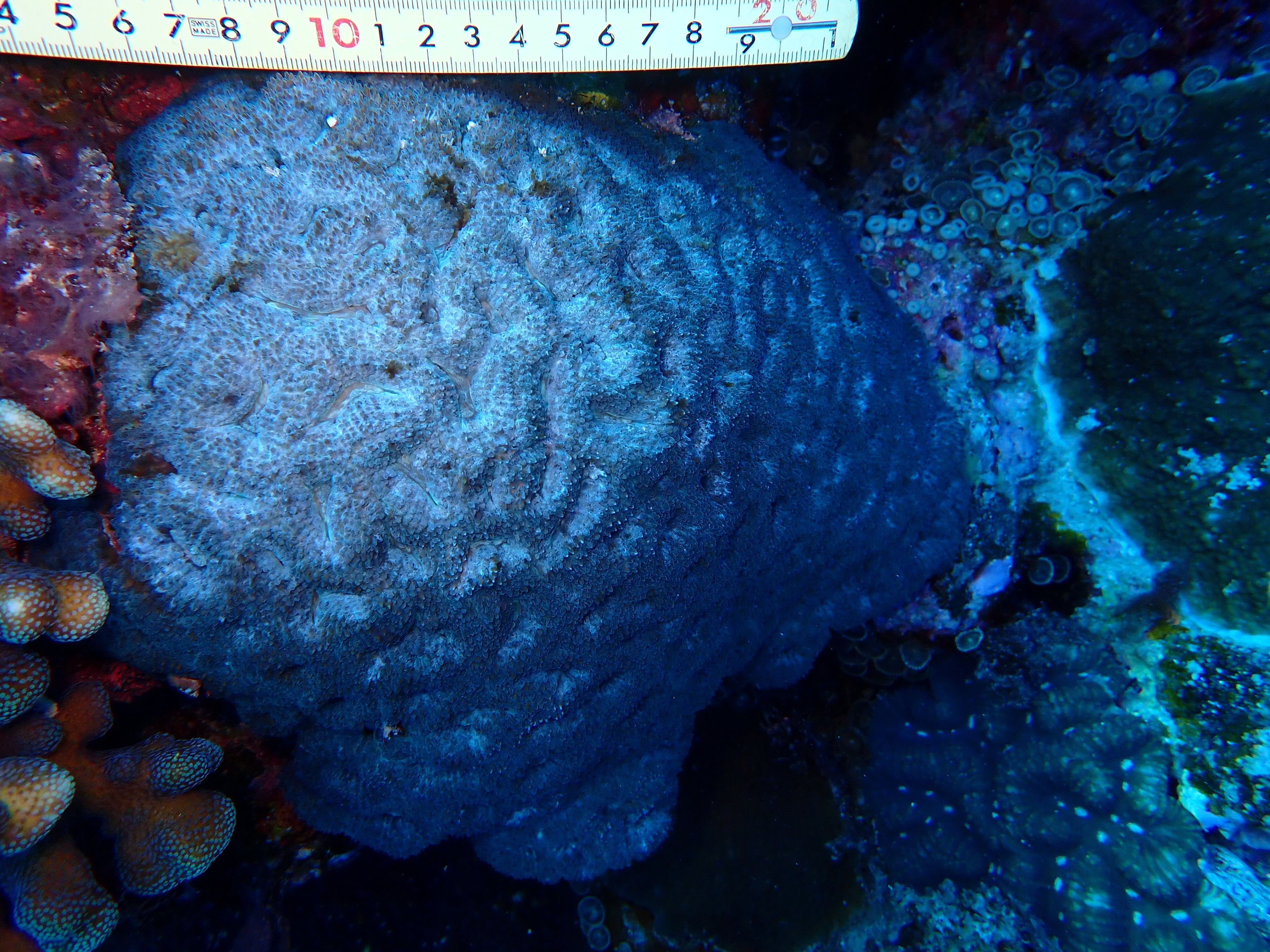 Homophyllia bowerbanki